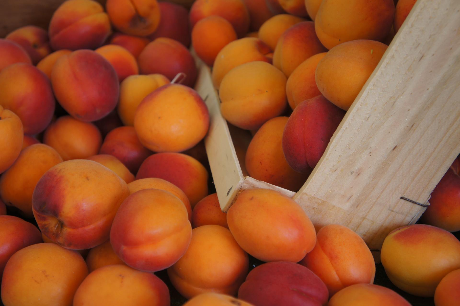 High FODMAP Diet: Apricot