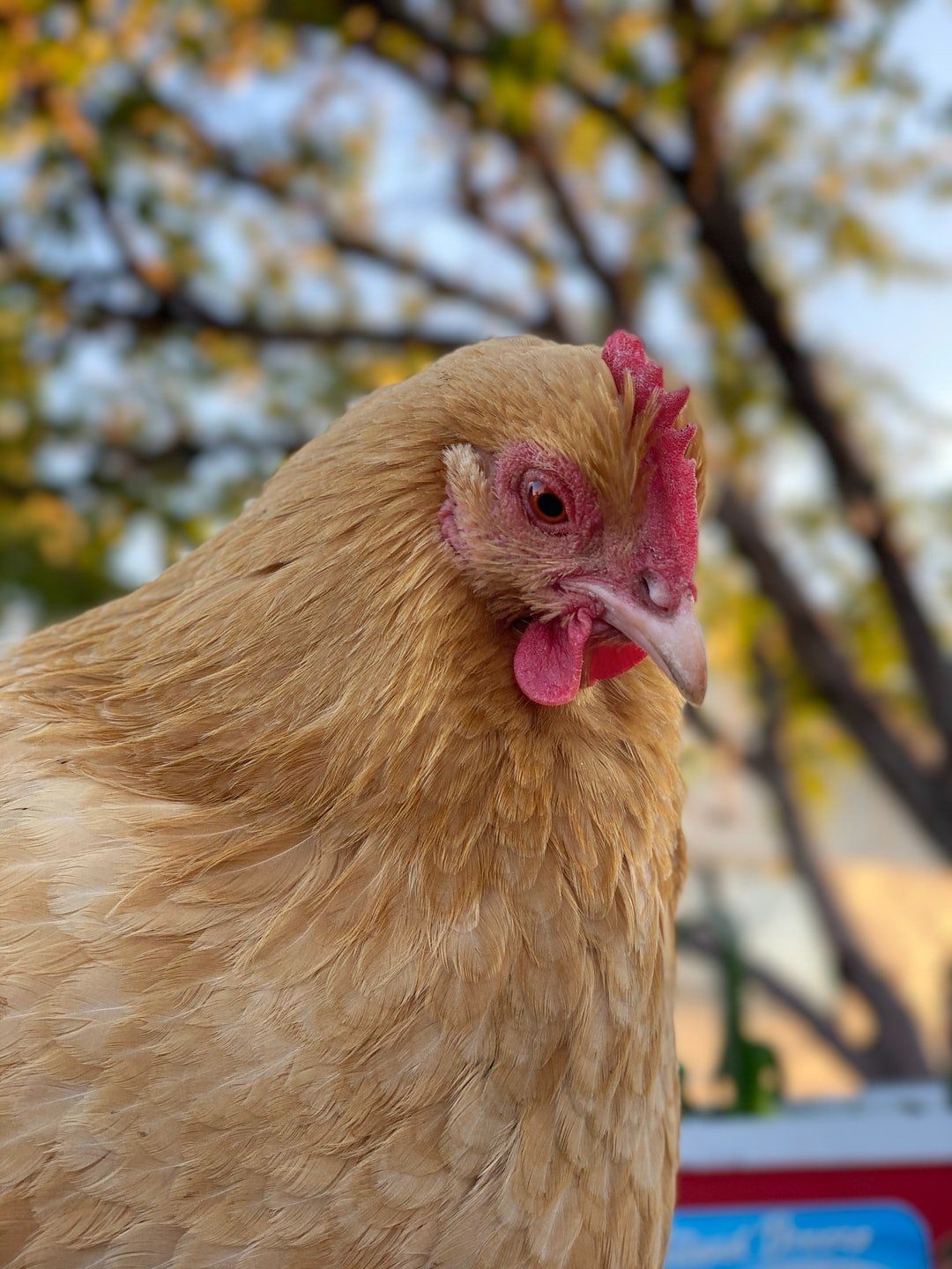 Chickens Rivers Critters Ranch