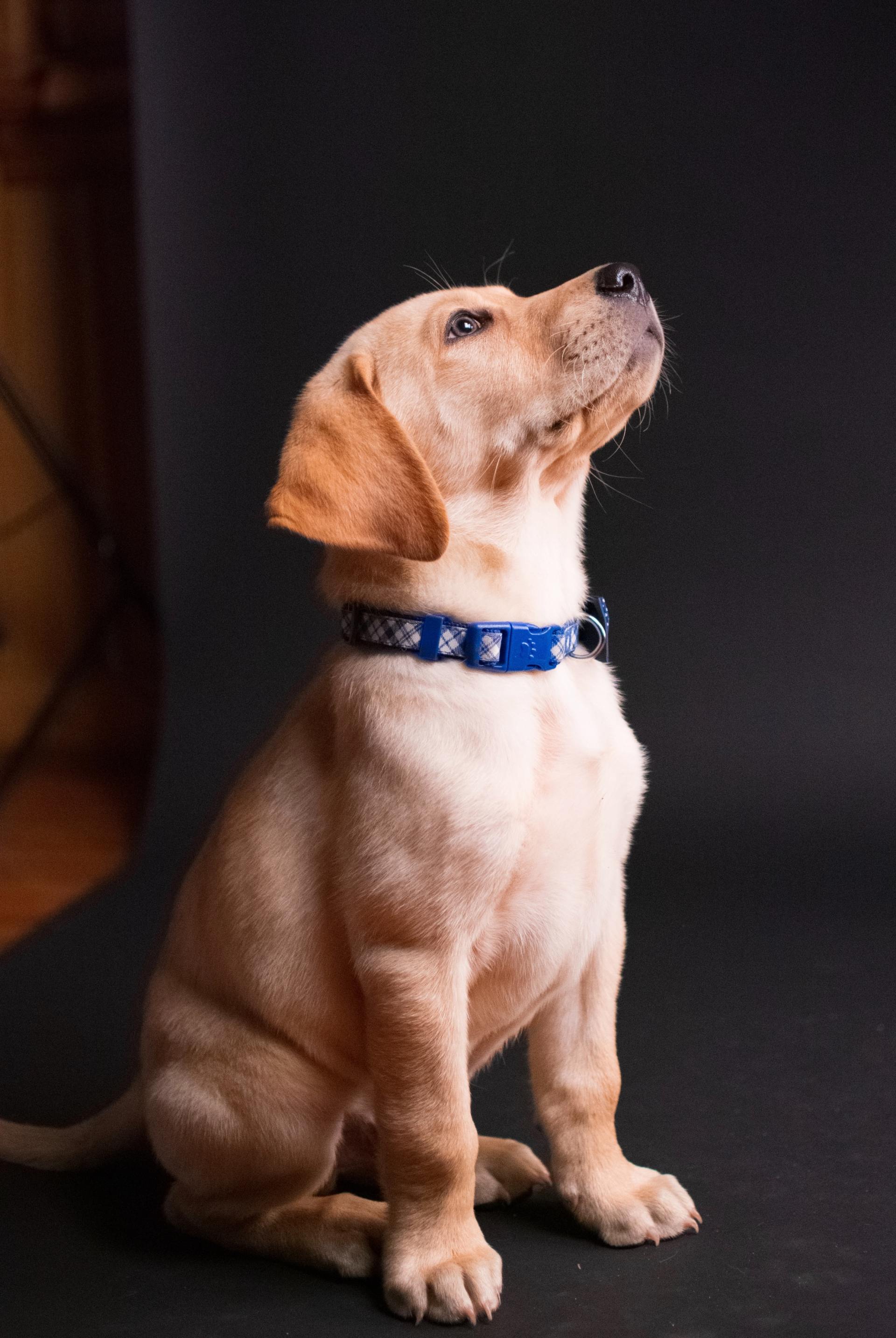 Yellow Lab puppy wearing a blue collar, sitting and looking up against a black backdrop.