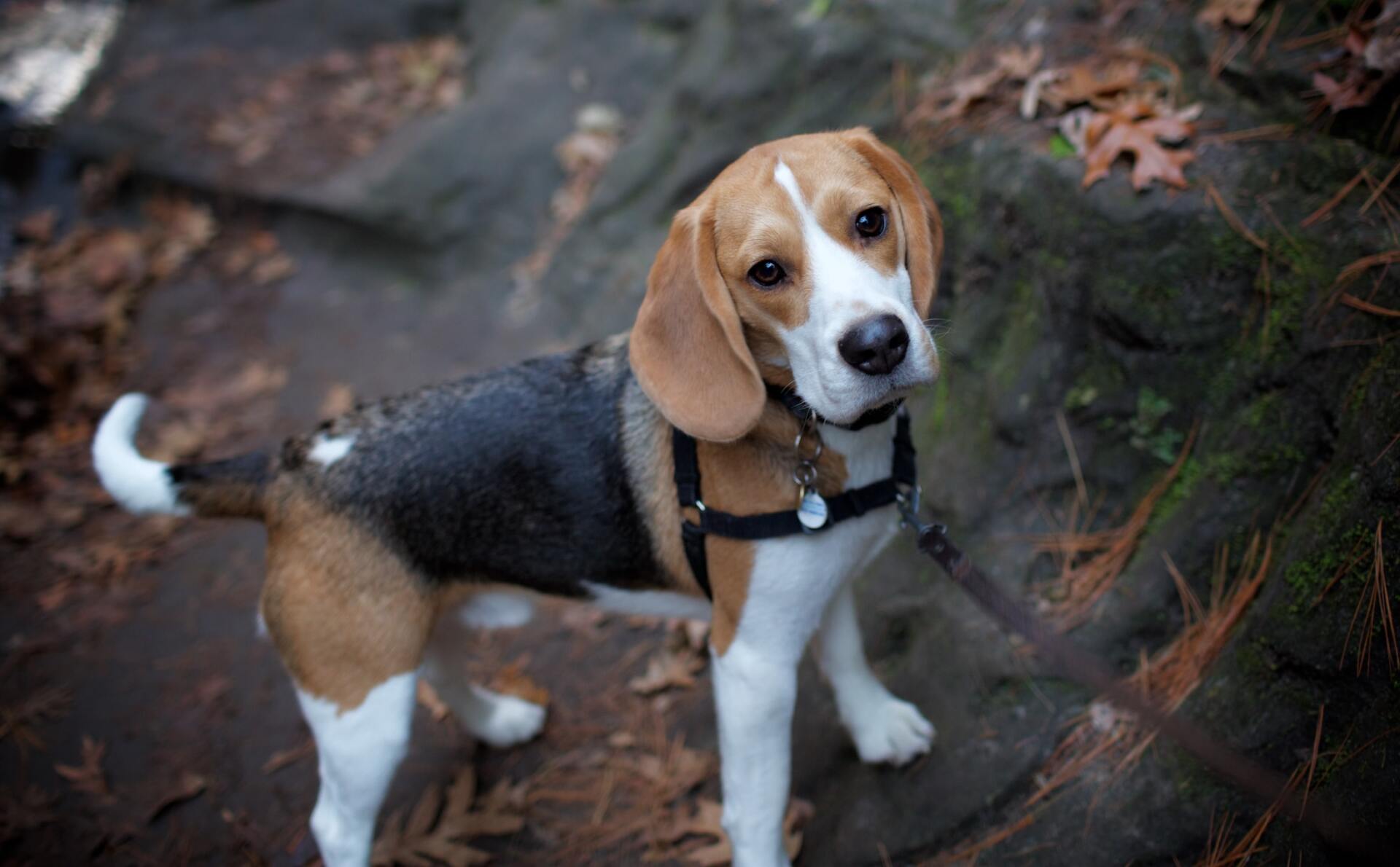 Favorite brand luggage tags Dog,Cartoon Beagle Puppy Holder Travel Accessories 