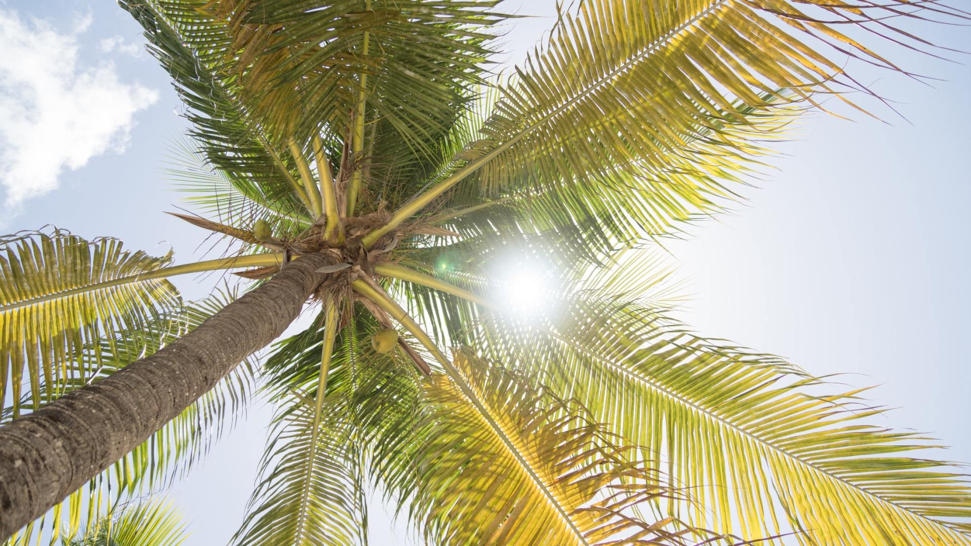 Palm Tree Trimming Service