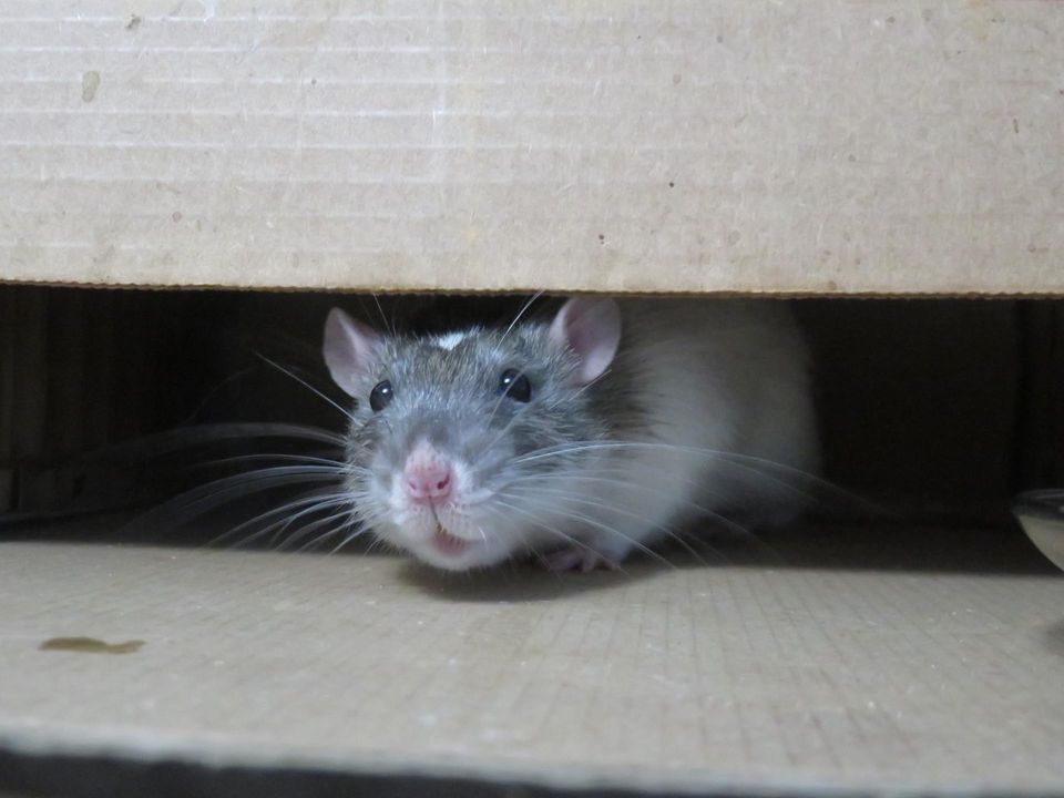 grey and white rat in a cardboard box