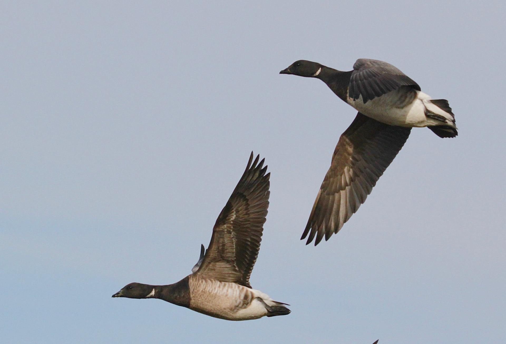 Two geese are flying in a blue sky