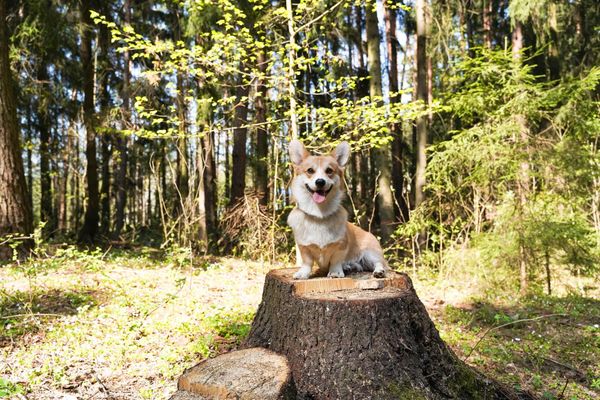 Dog on stump — Mudgee Tree Services in Mudgee NSW