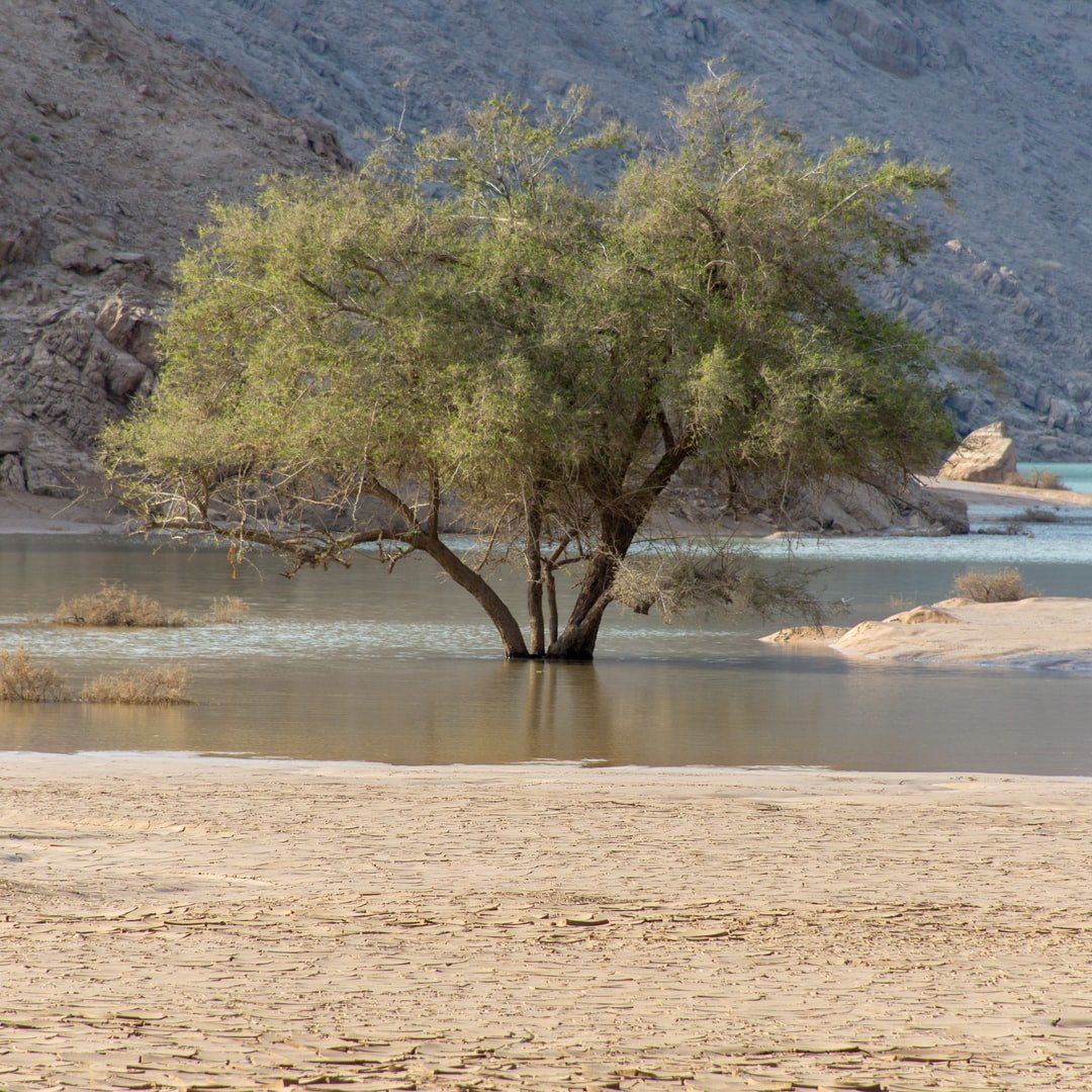 A tree submerged in water in the middle of the desert.
