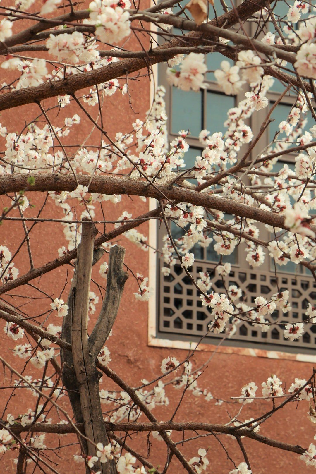 A tree with white flowers is in front of a building with a window.