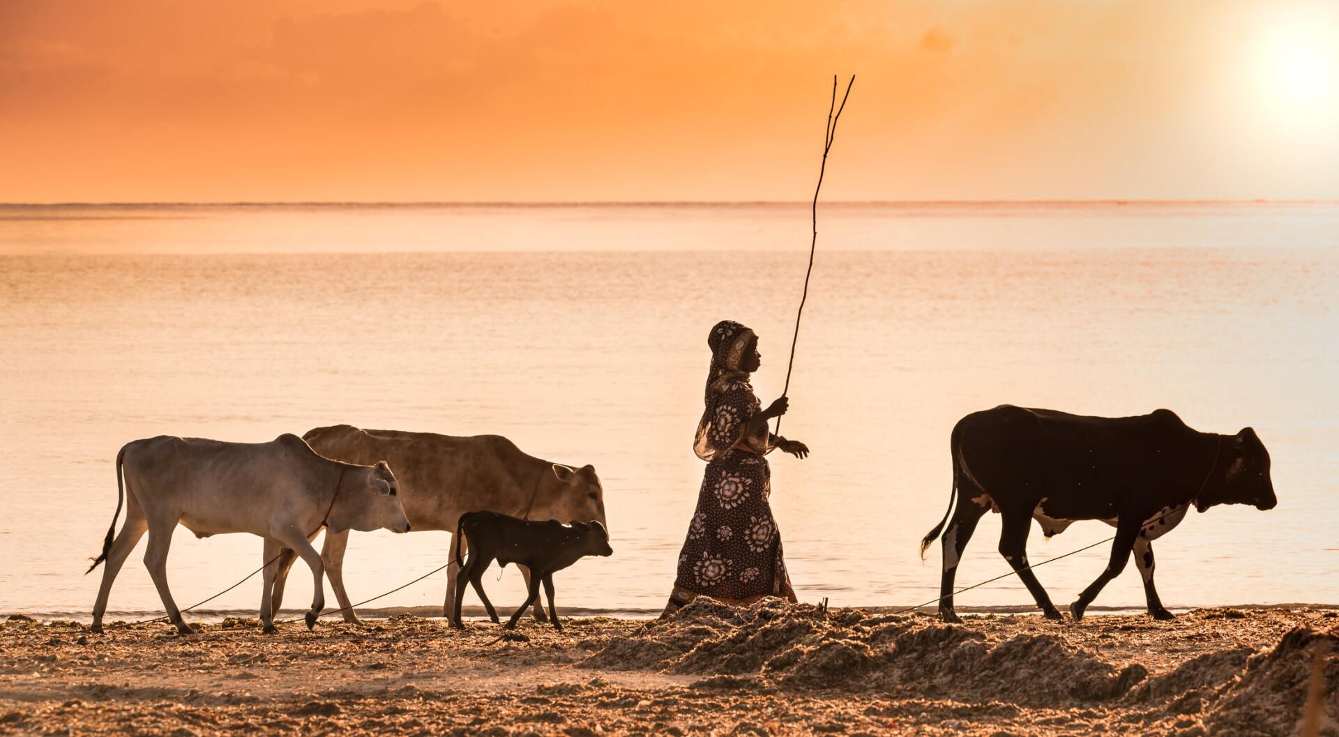Eine Frau geht bei Sonnenuntergang mit ihren Kühen am Strand spazieren