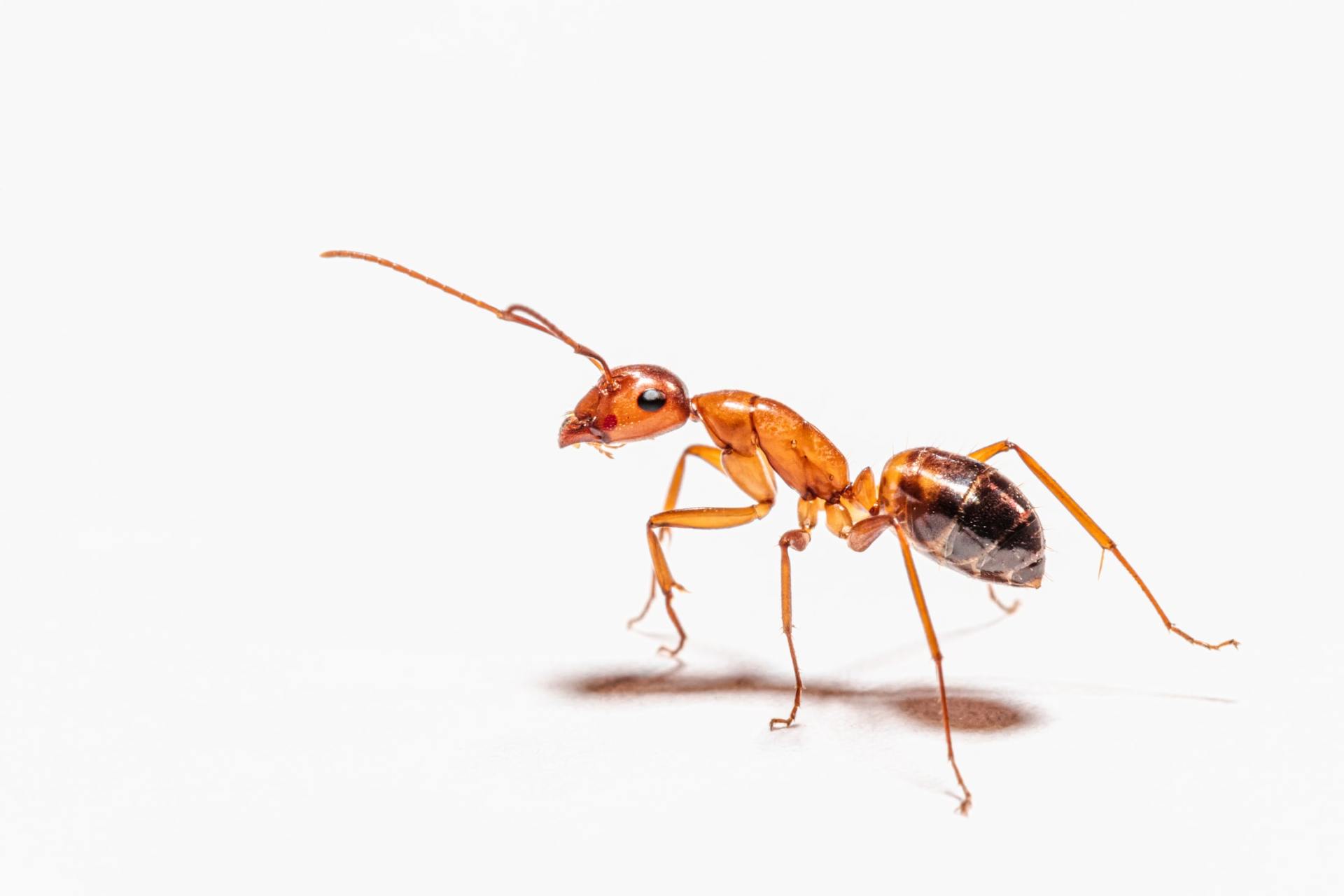 Ant Control | Hudson, FL | Seabreeze Pest Control