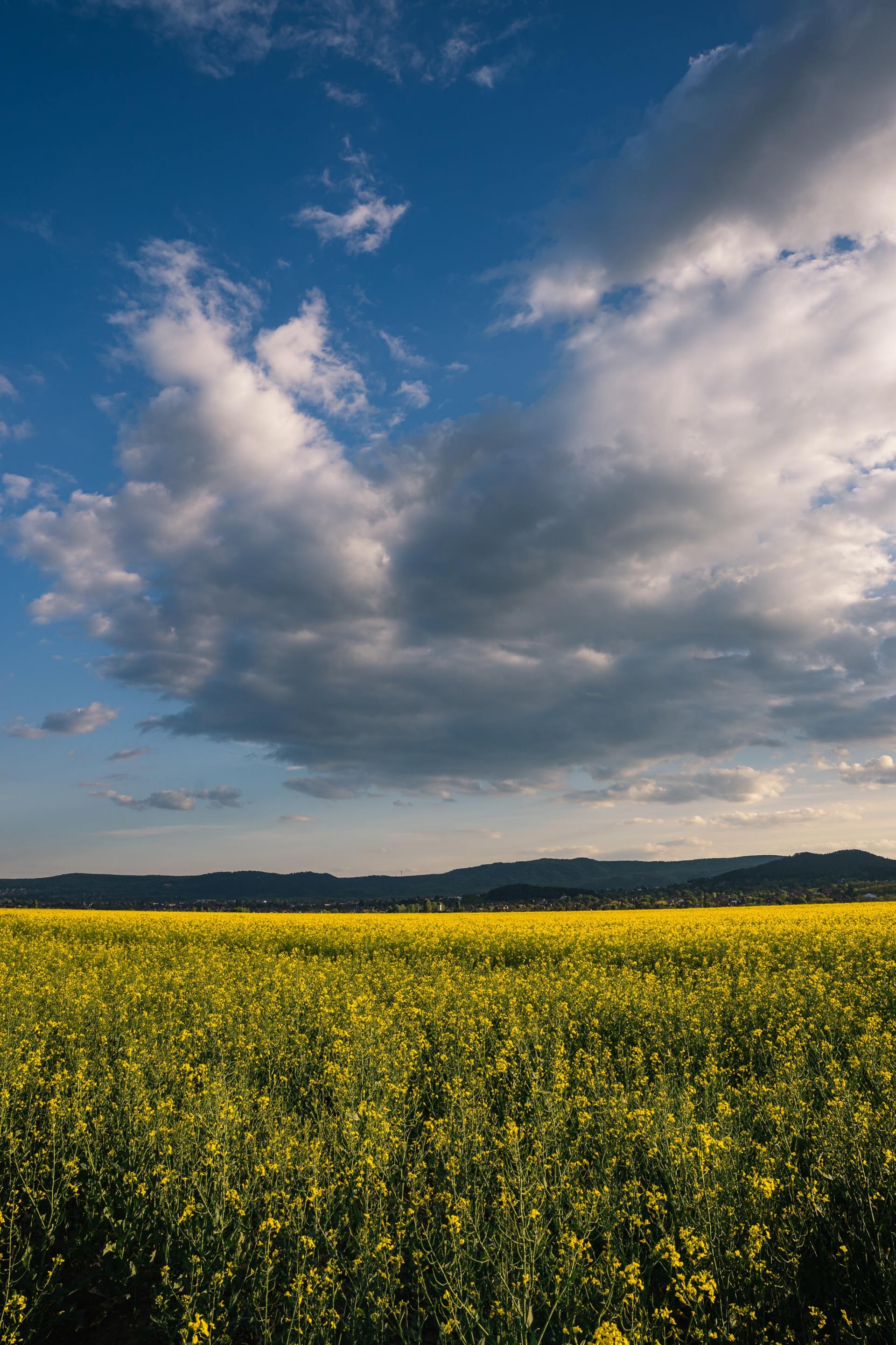 A field of yellow flowers under a cloudy blue sky