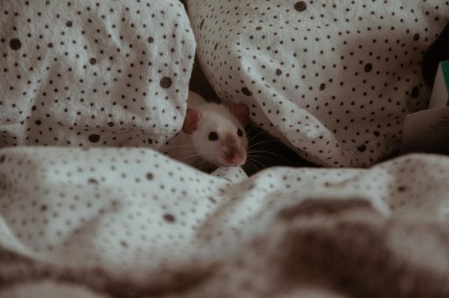 siamese rat in a polka dot blanket