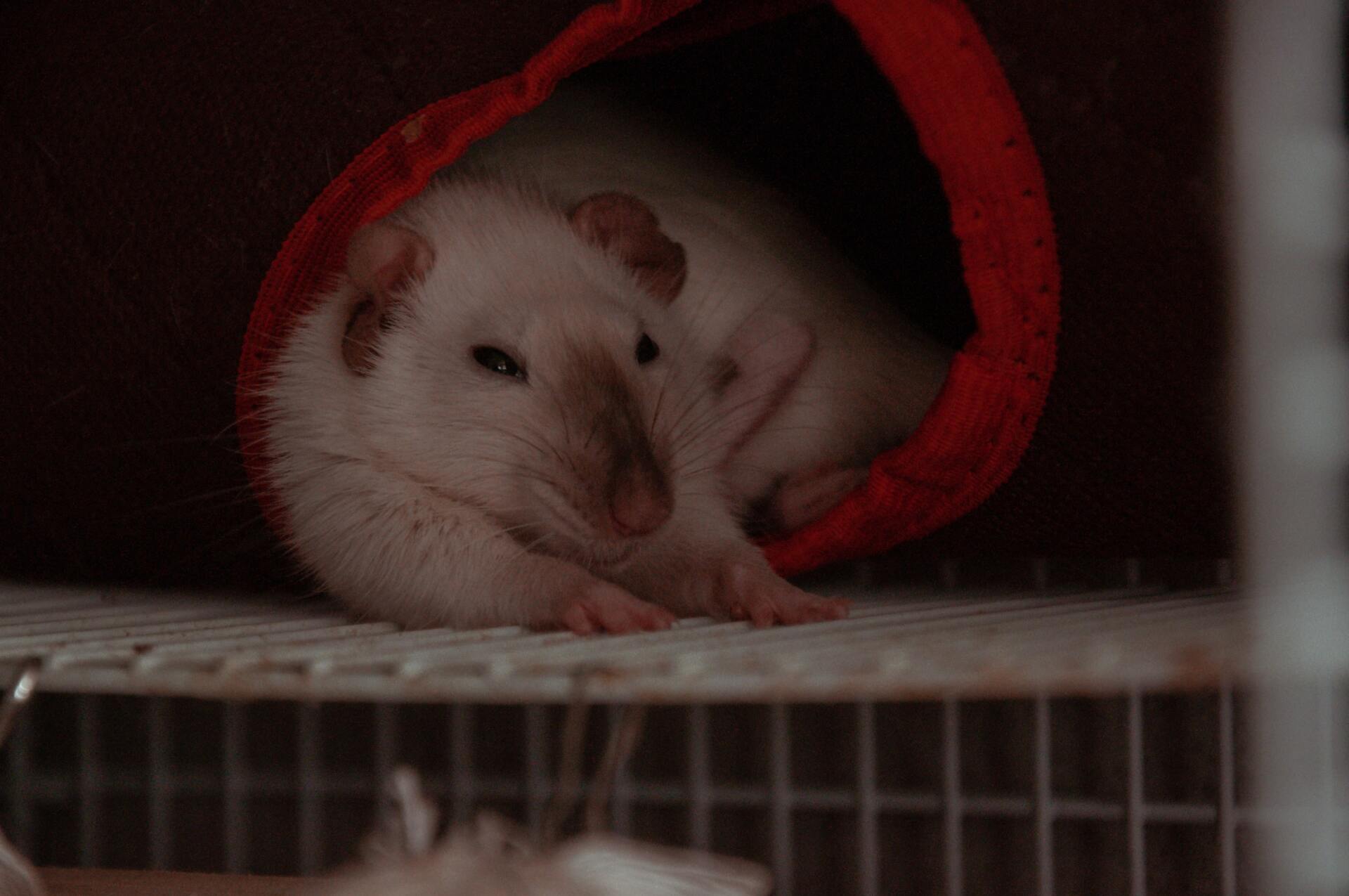 siamese rat sleeping in a hammock