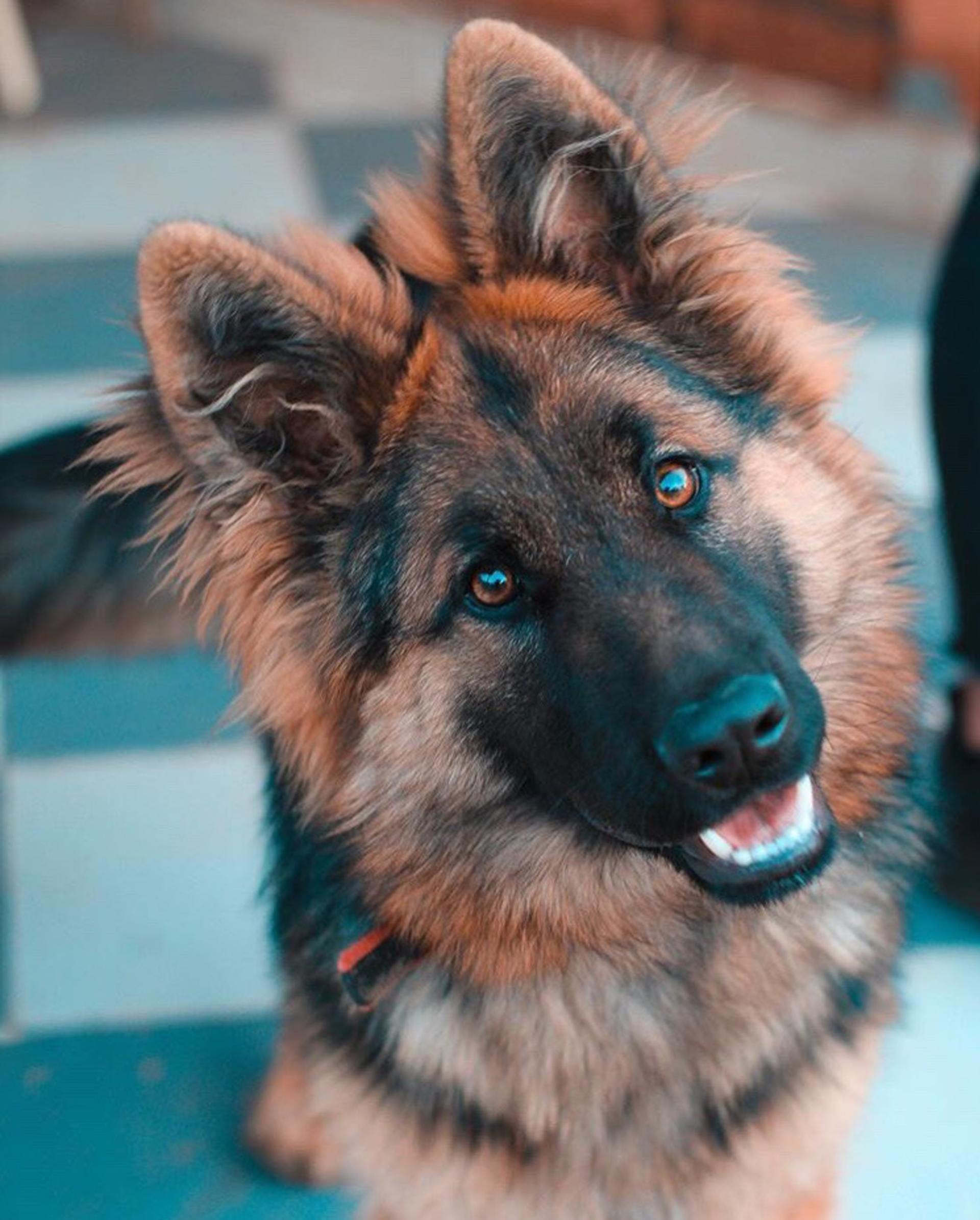 A close up of a german shepherd dog looking at the camera.