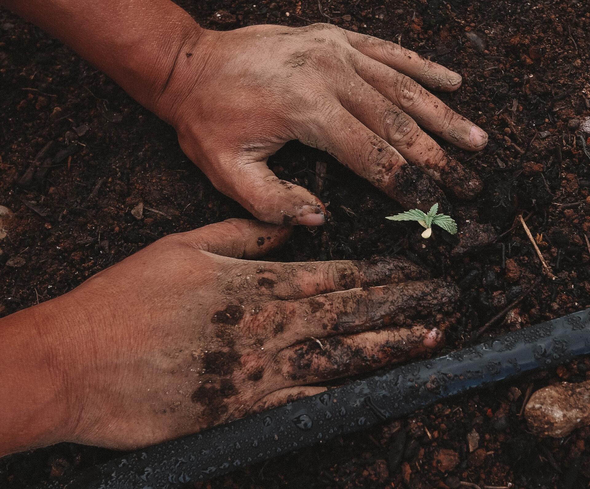 A person is planting a small plant in the dirt