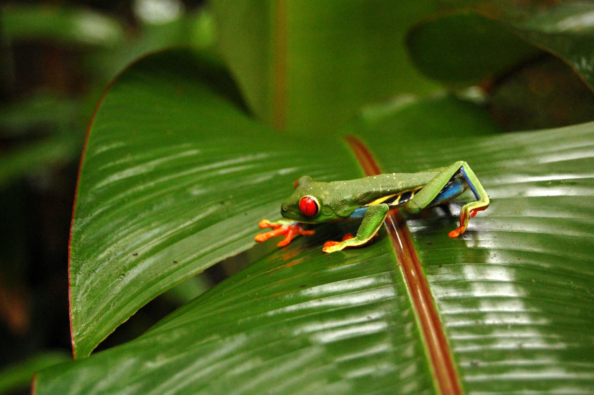 Red-eye tree frog