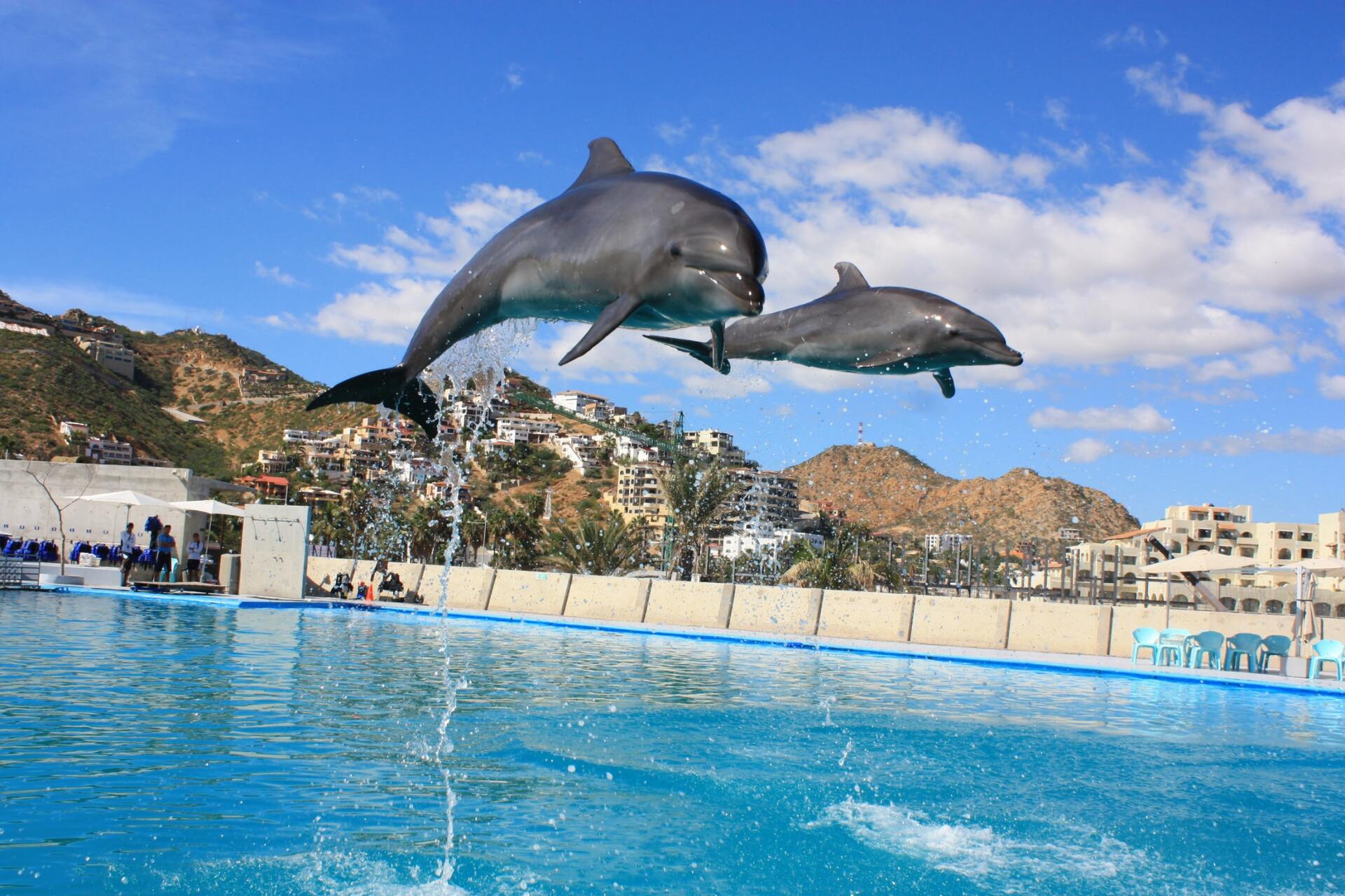 Two dolphins are jumping into a swimming pool.
