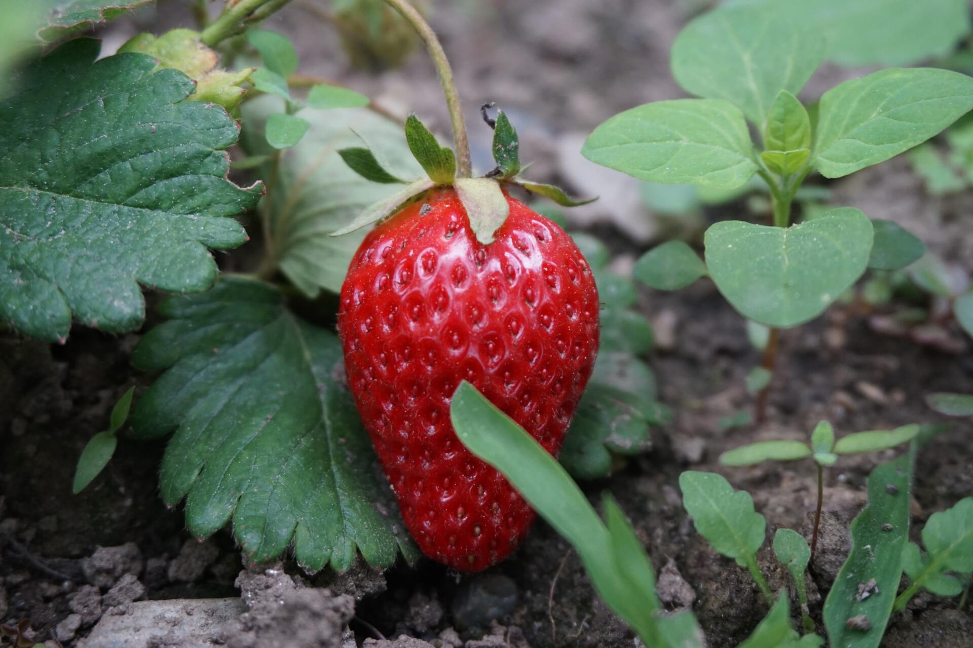 A strawberry is growing on a plant in the dirt.