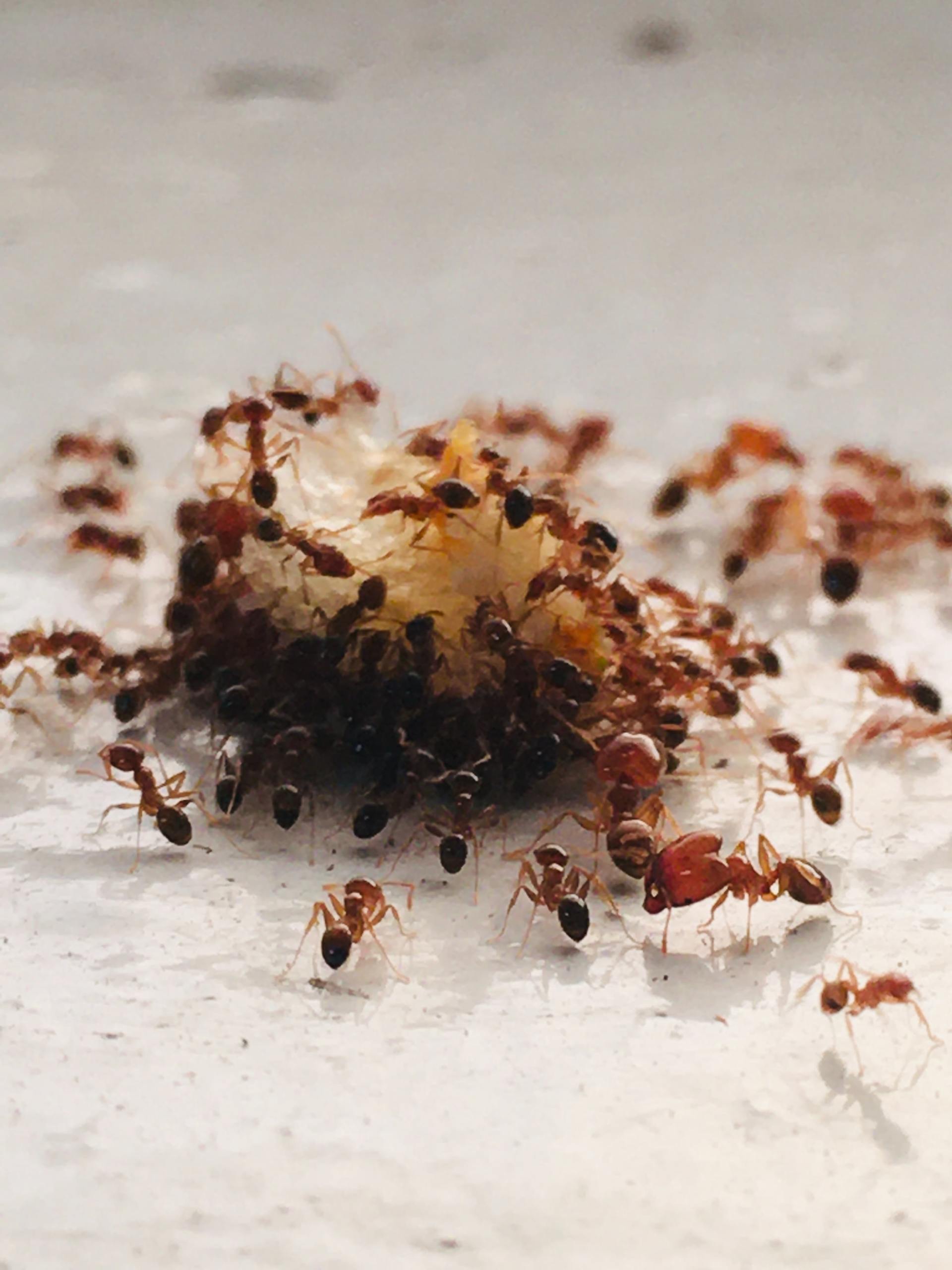 How To Get Rid Of Sugar Ants In Your Kitchen Or Bathroom