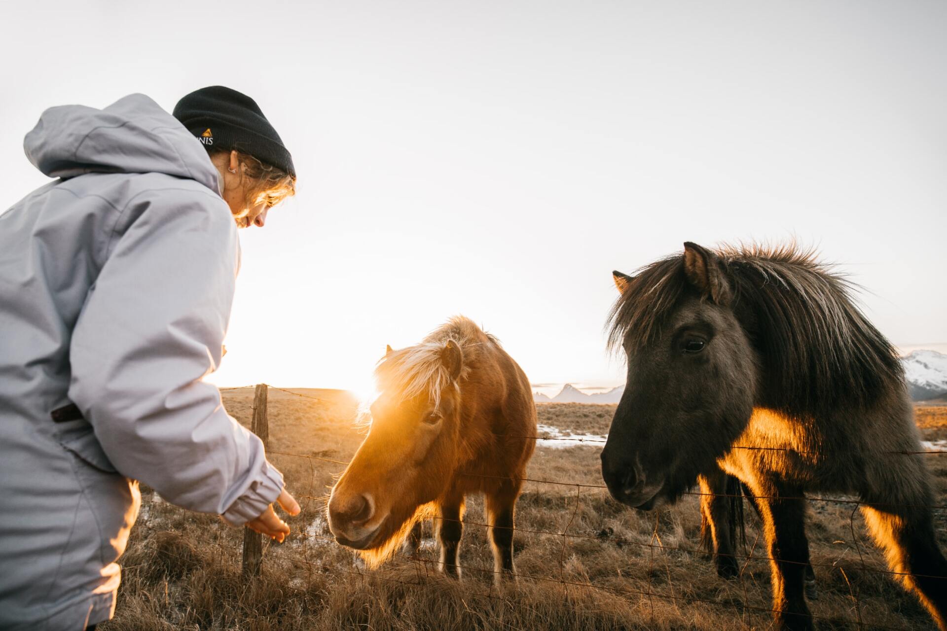Een vrouw voedt twee paarden in een veld bij zonsondergang.