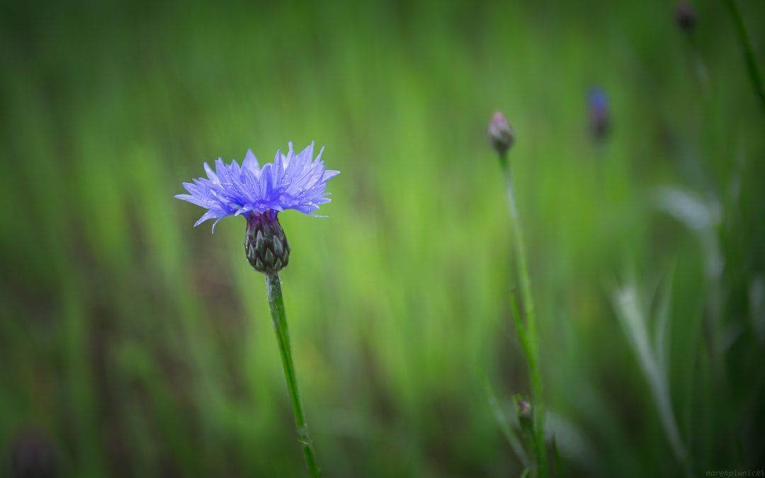 rappresentazione supporto in caso di lutto