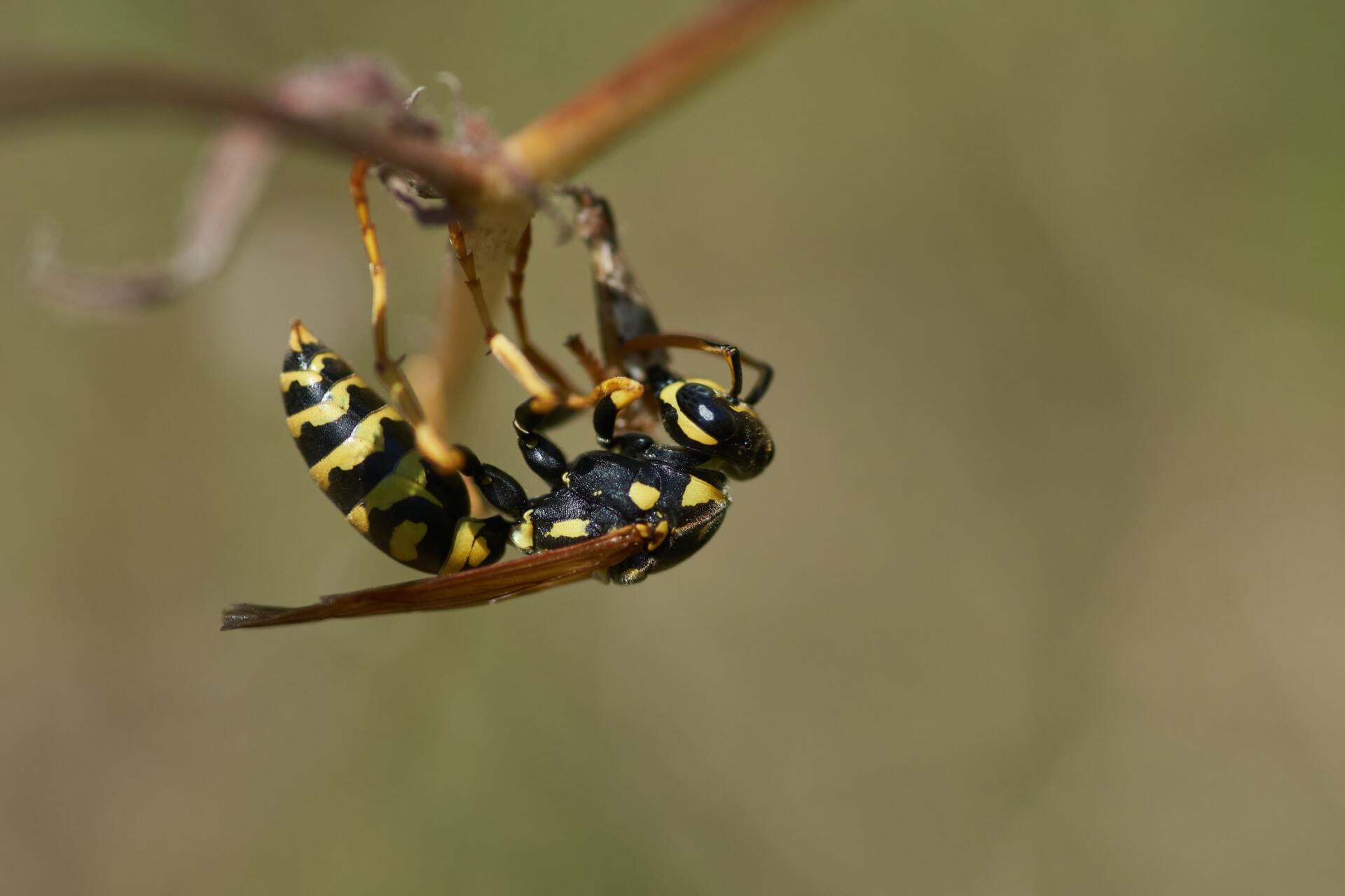 wasp and hornet pest control in vermont and new hampshire