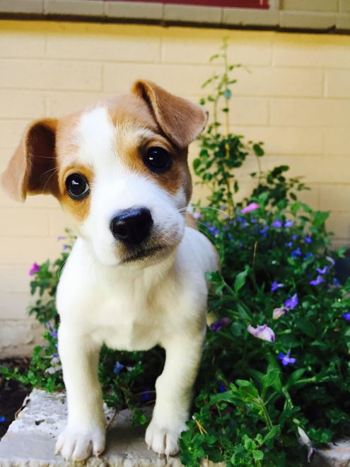 cucciolo di beagle