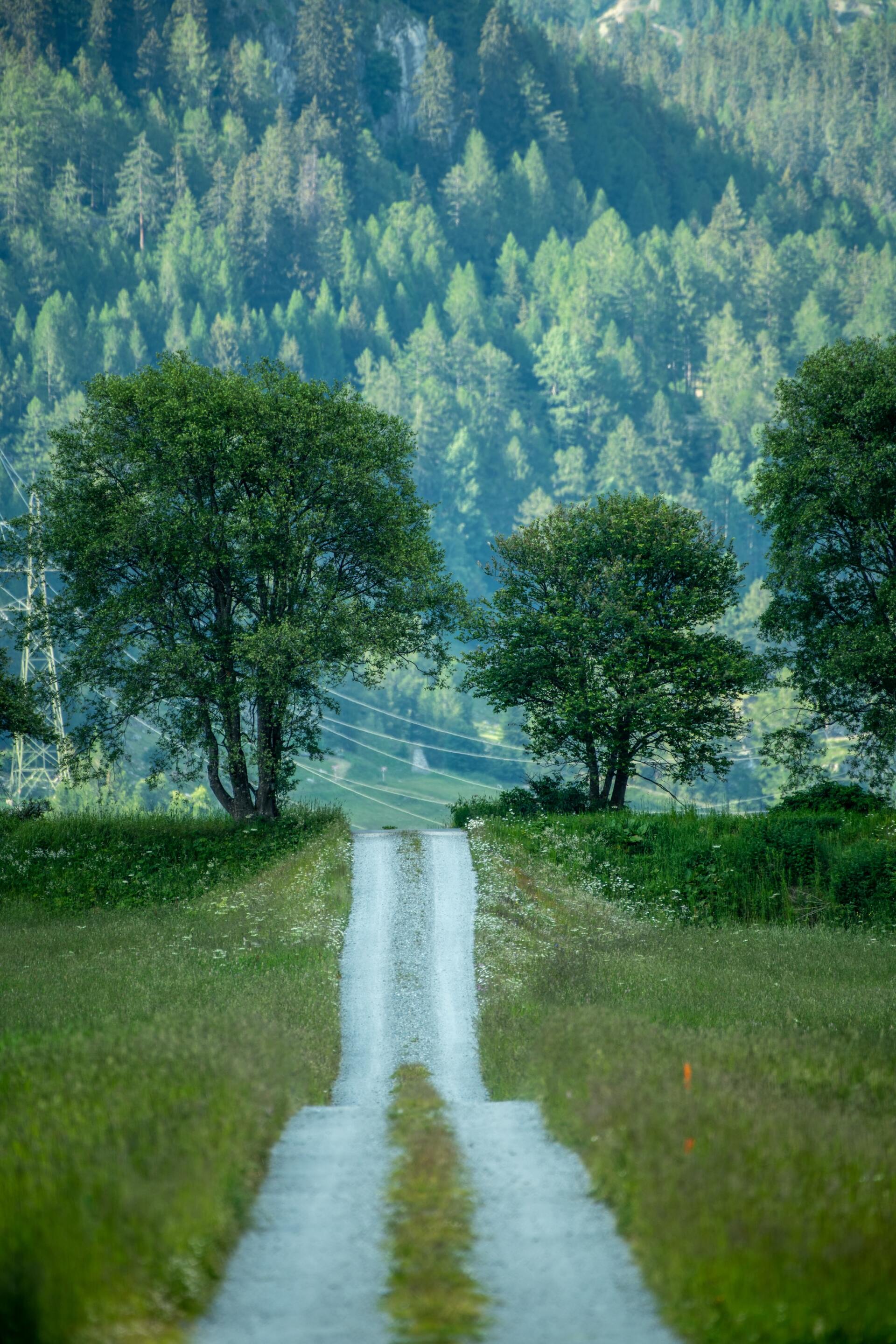 heuvelig pad, tussen bomen door, eigen weg, naar de horizon