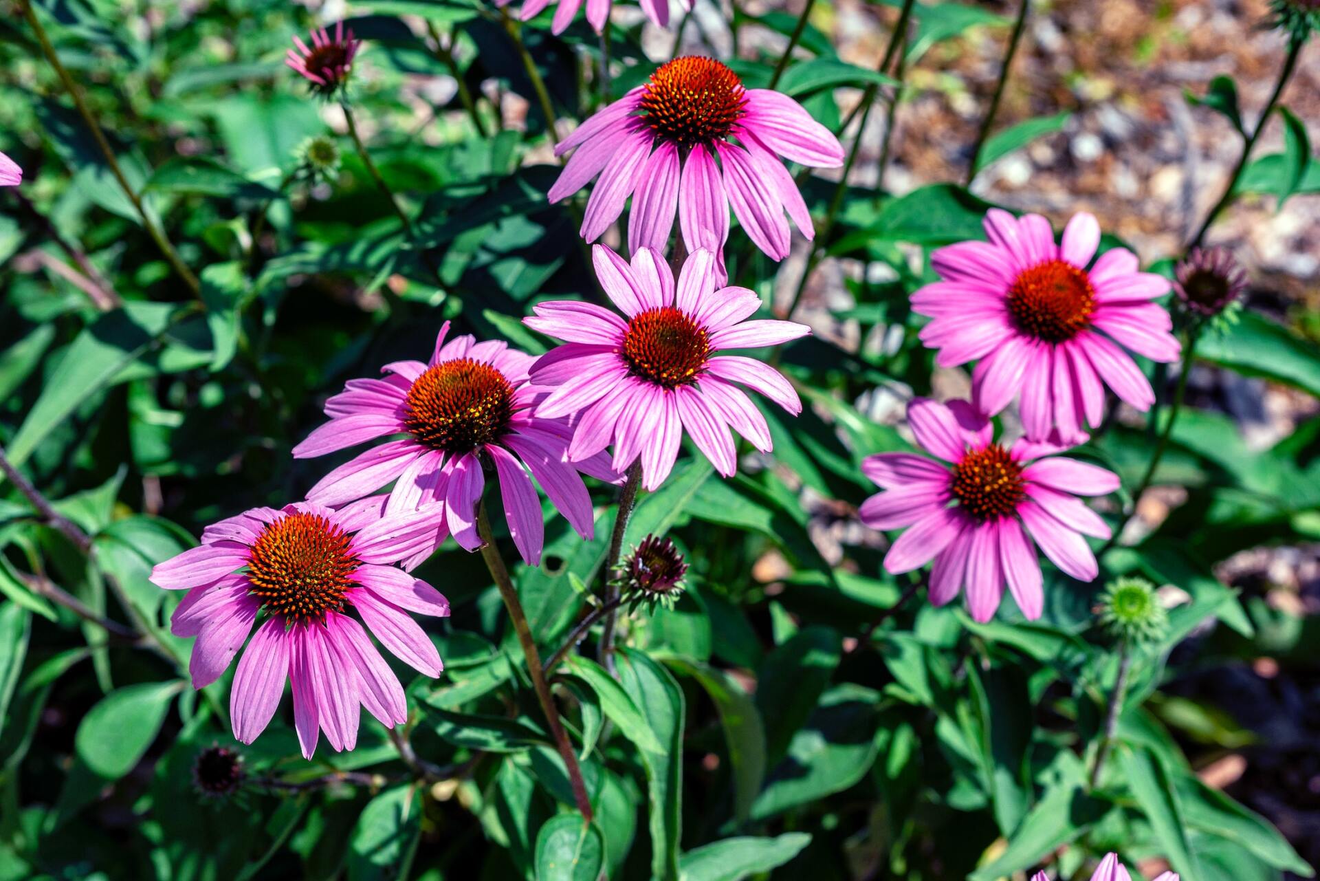 Purple flower with seed pod in the middle of the flower.