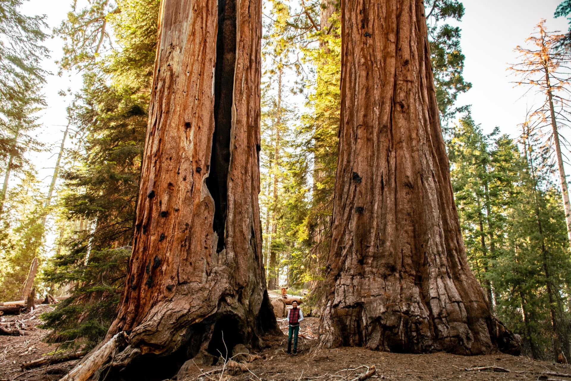Sequoia California Redwood Travel Agent