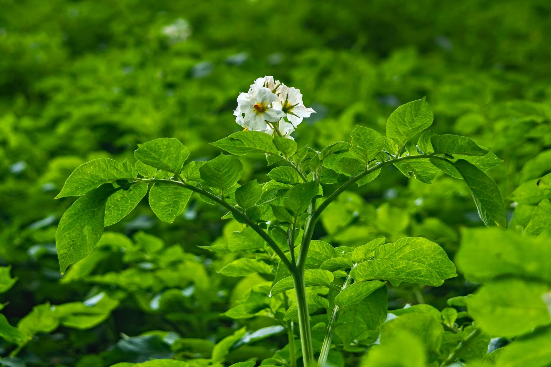 aqua-yield-potato-program