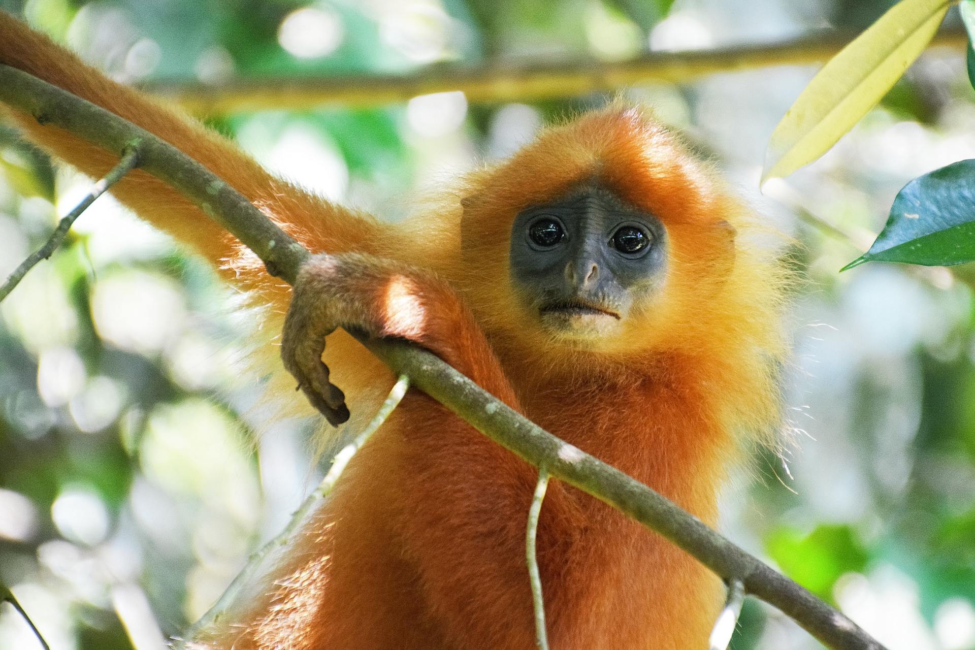 A close up of a monkey hanging from a tree branch.