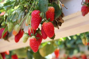 HealthySoil | Agriculture | Plant Nutrients | Farming Equipment