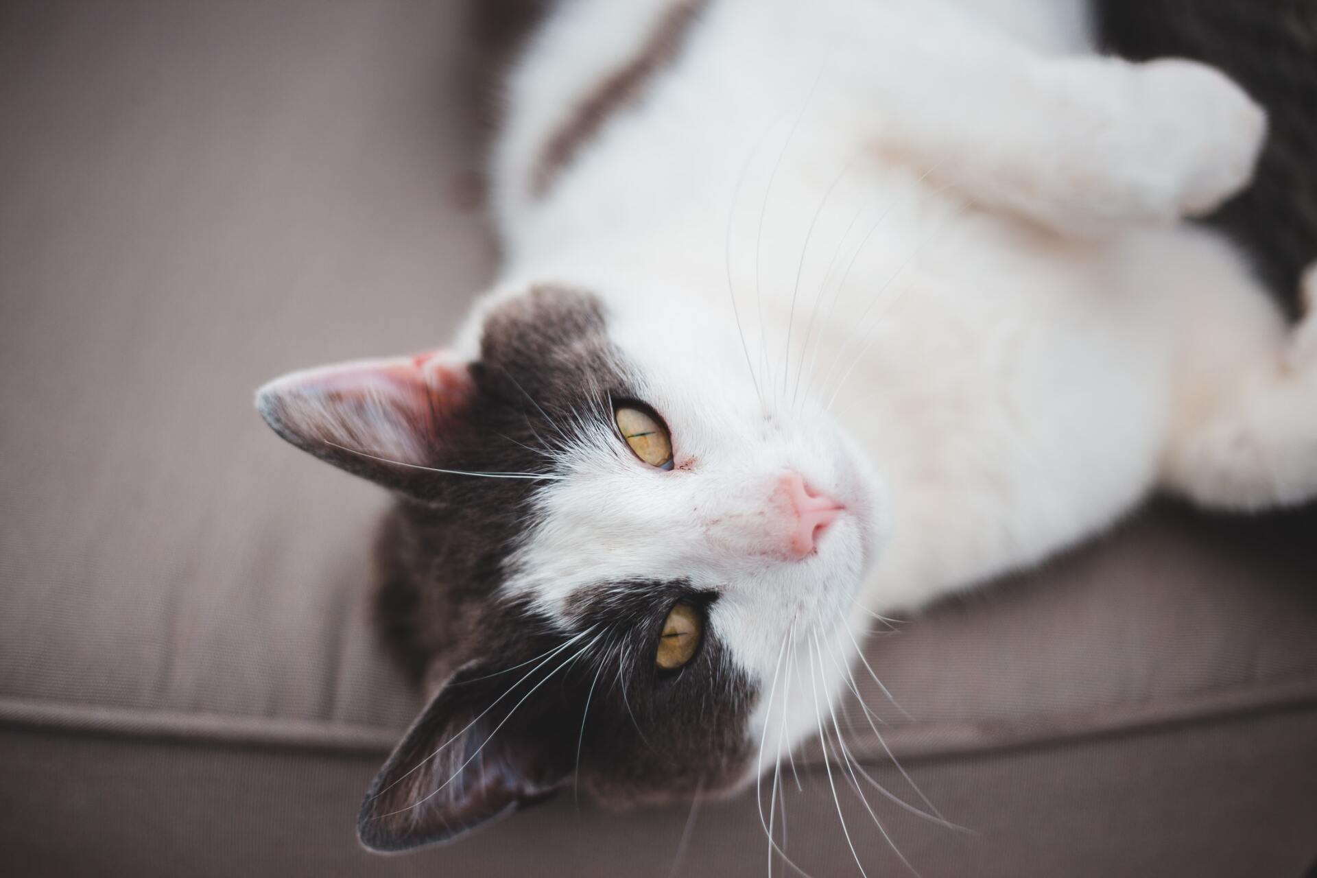 brown and white cat laying on a grey couch