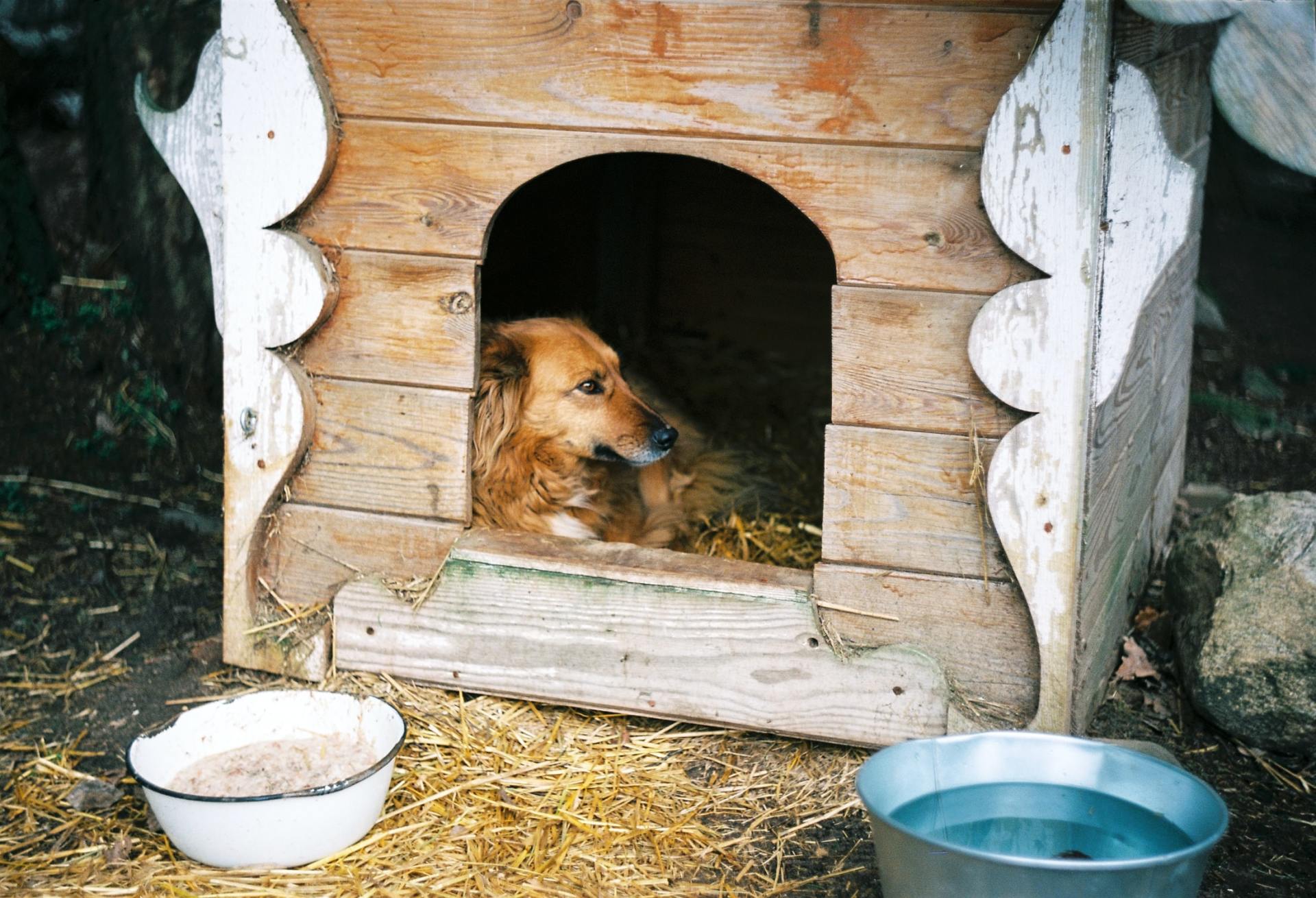 dog laying in fancy wooden dog house