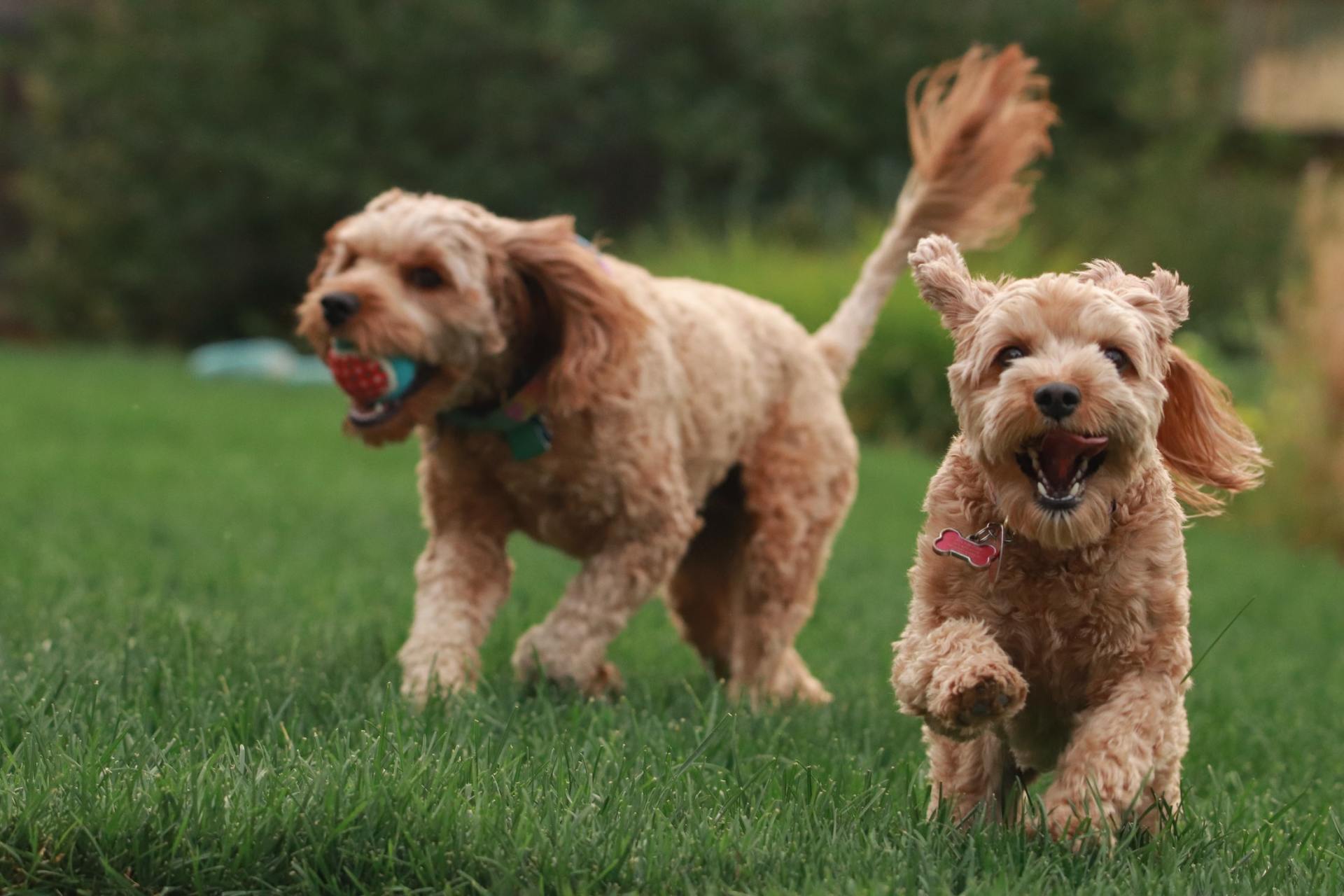 Two dogs are running in the grass with a ball.