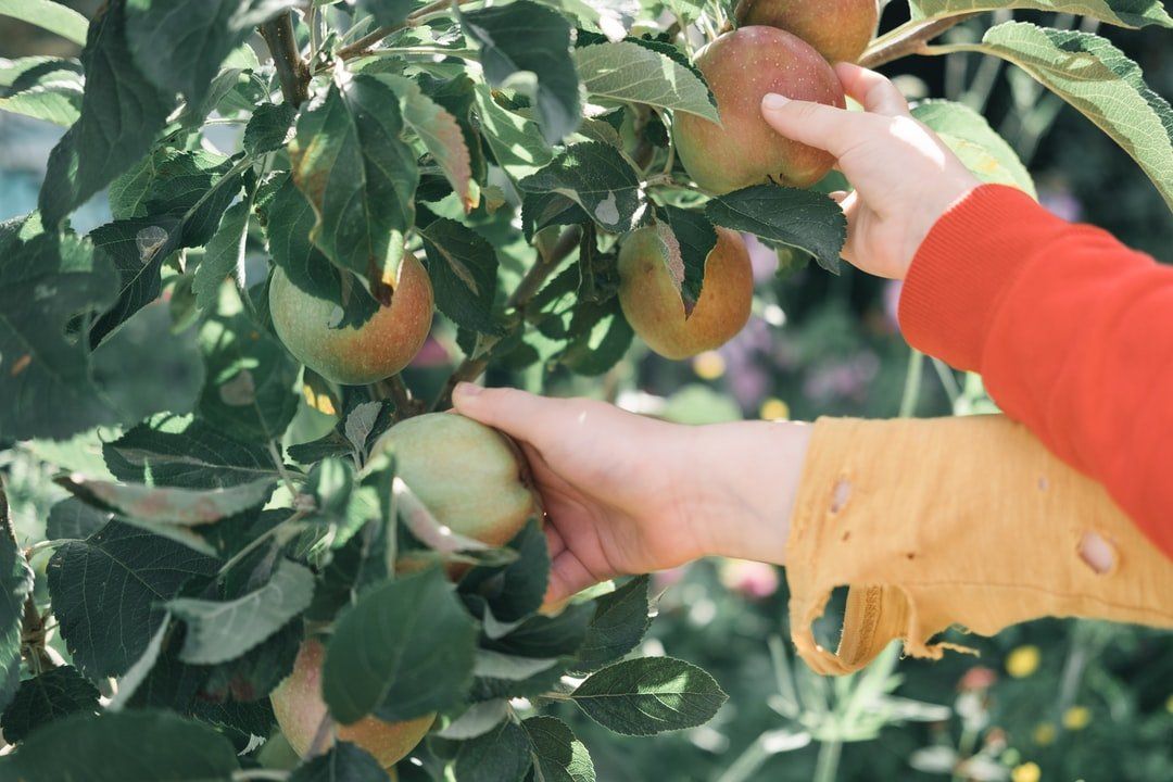 A person is picking apples from an apple tree.
