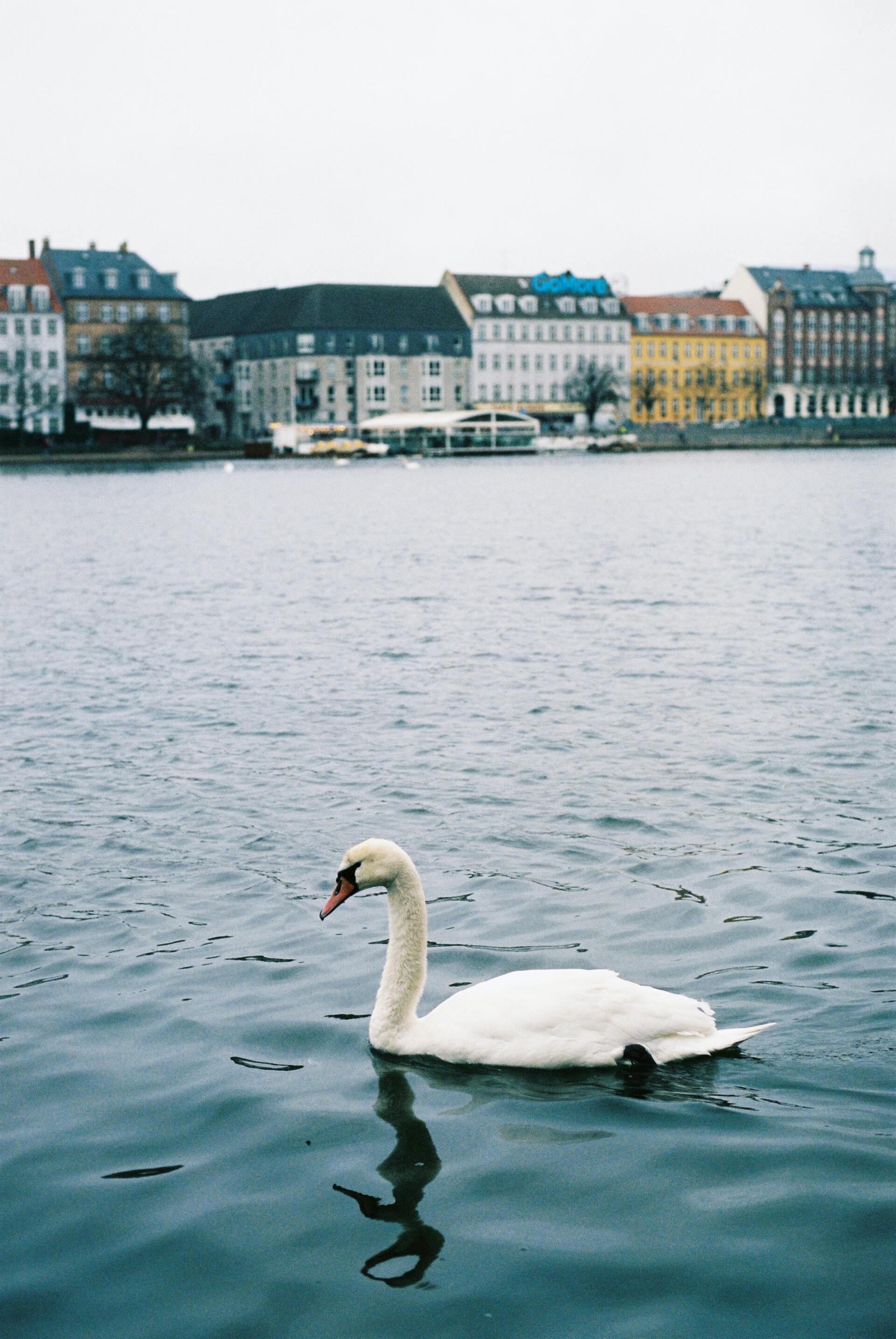 Ein Schwan schwimmt in einem See mit Gebäuden im Hintergrund