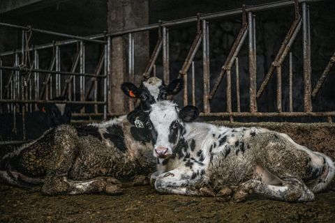 two cows in factory farm cage with mud on them
