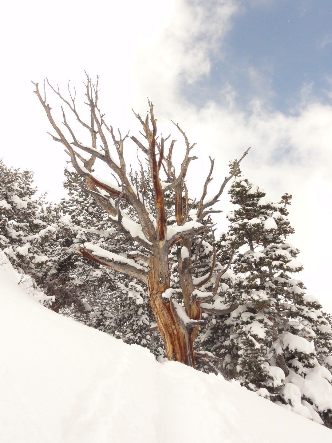 Why is winter the best time to prune your trees?