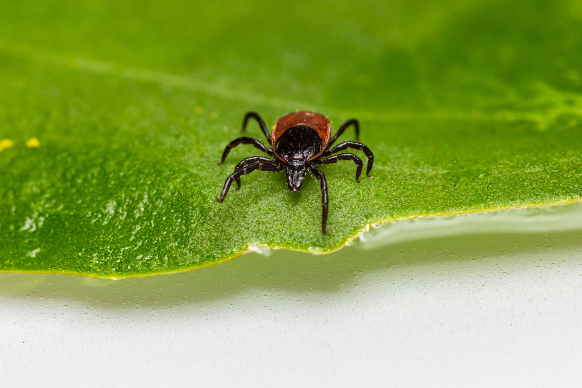 Taking a Bite Out of Lyme's Disease
