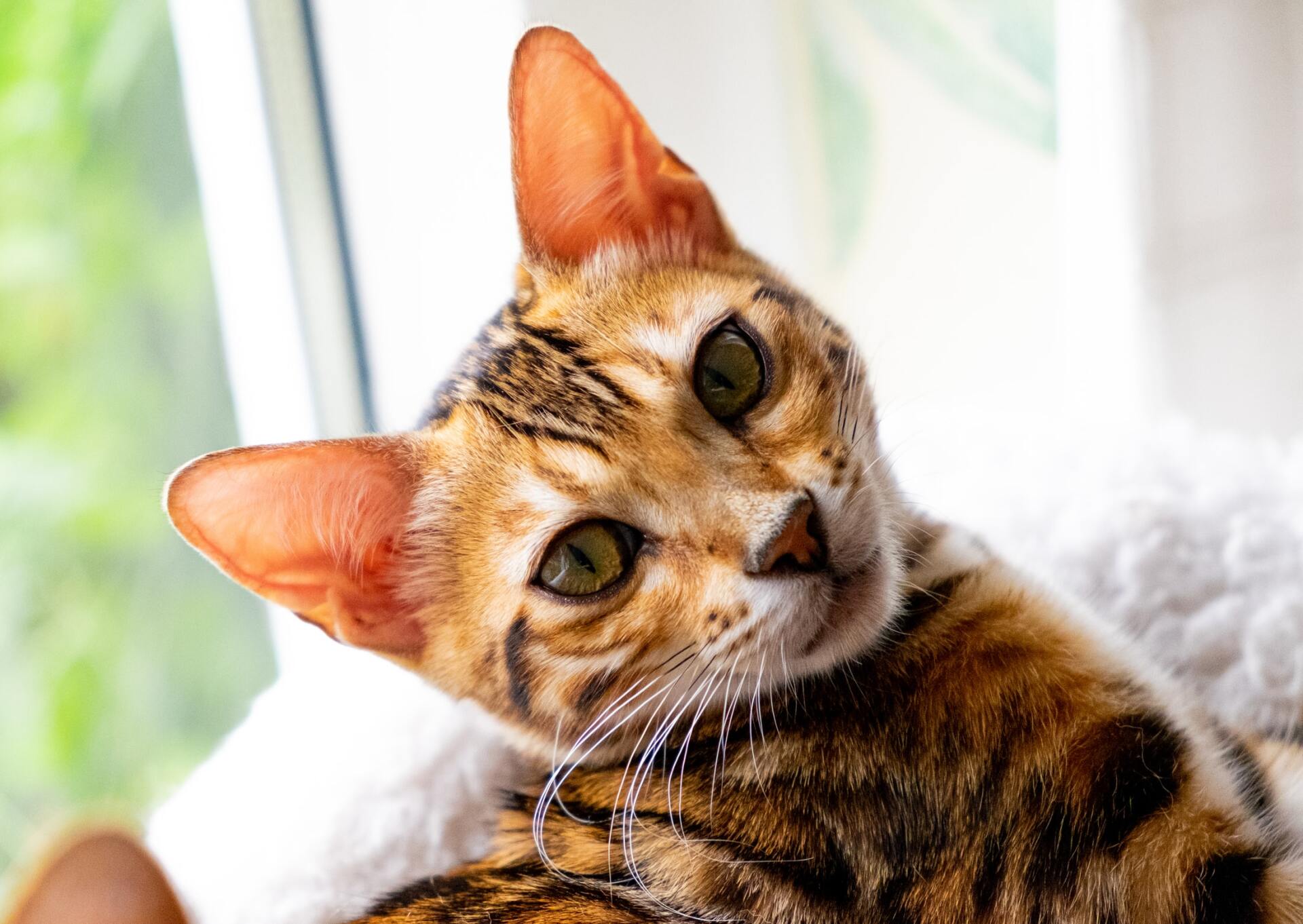 7 Things To Consider Before Adopting An Exotic Cat