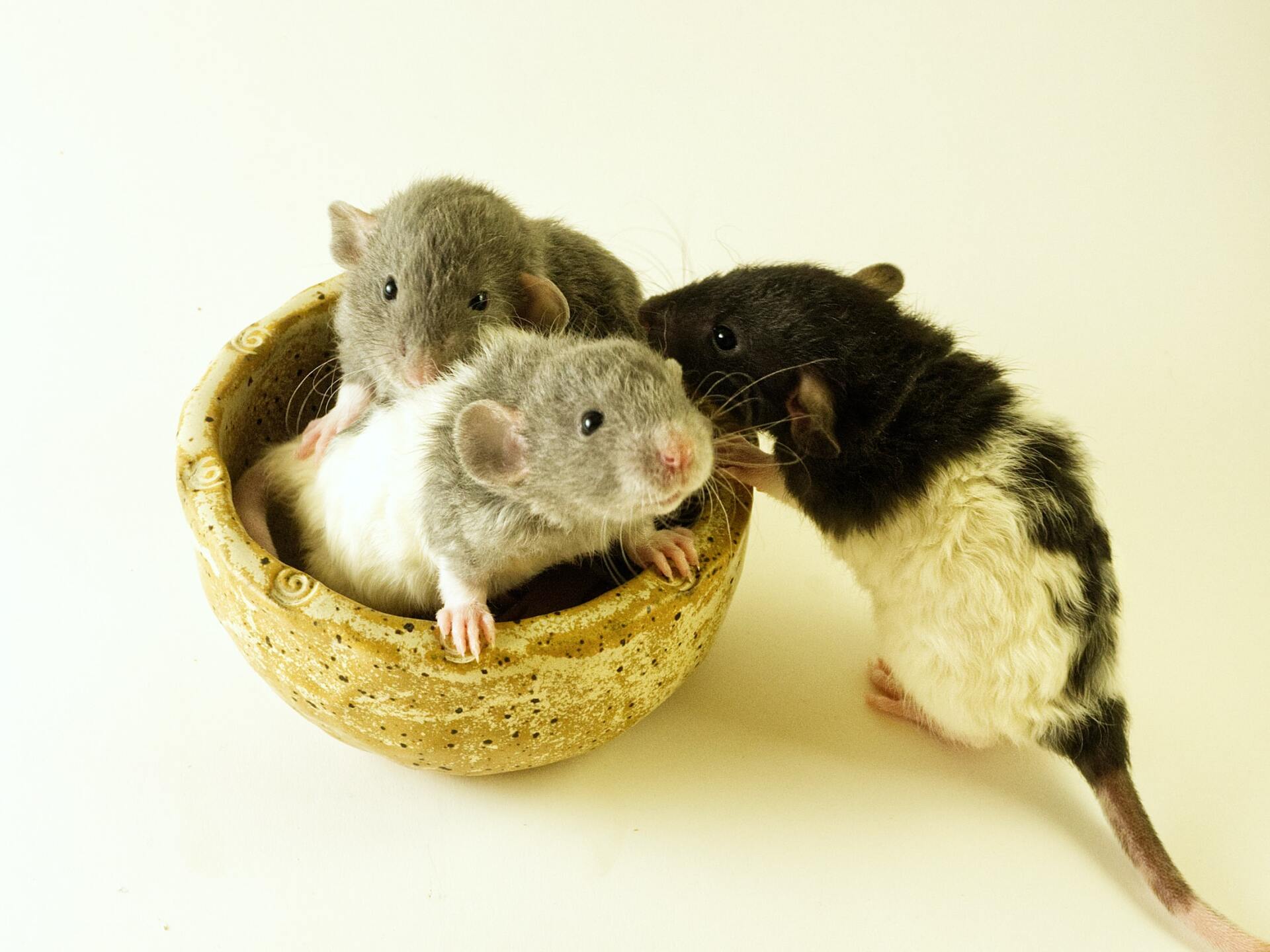 three baby pet store rats in a bowl