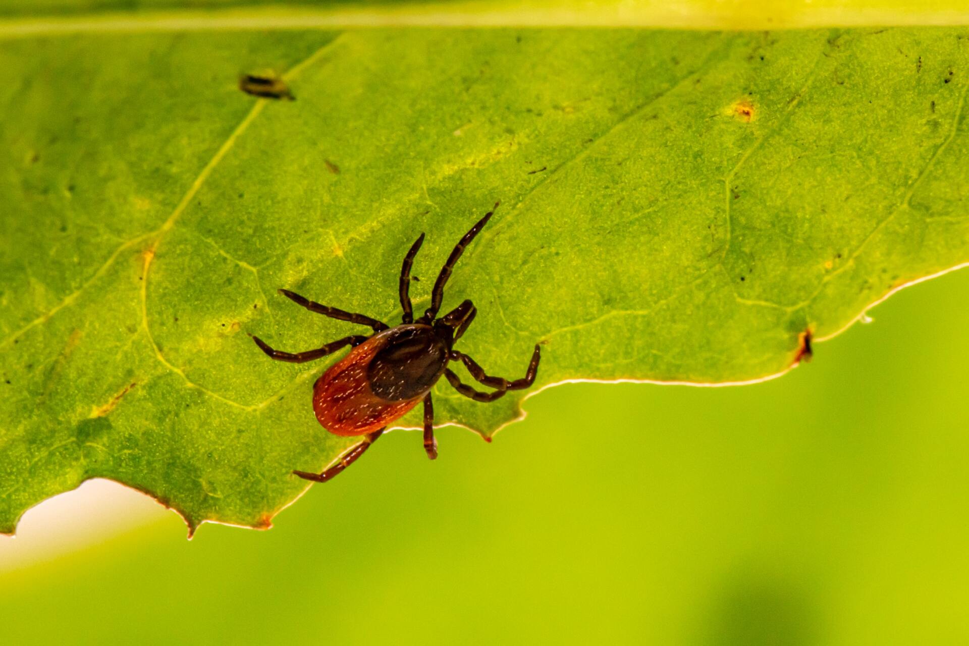 Lyme disease can cause finger numbness, just like carpal tunnel syndrome.