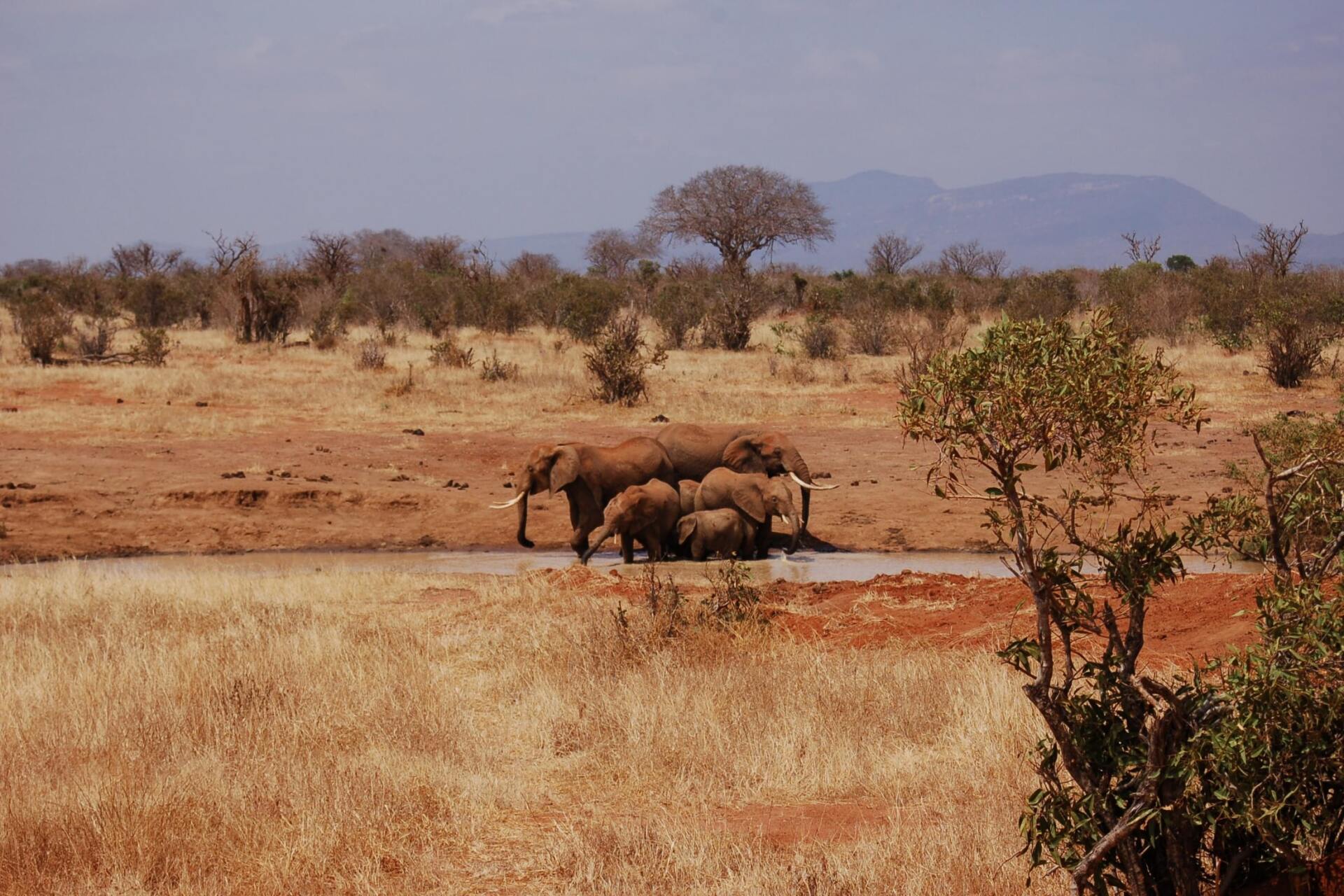 Eine Herde Elefanten trinkt Wasser aus einem kleinen Teich