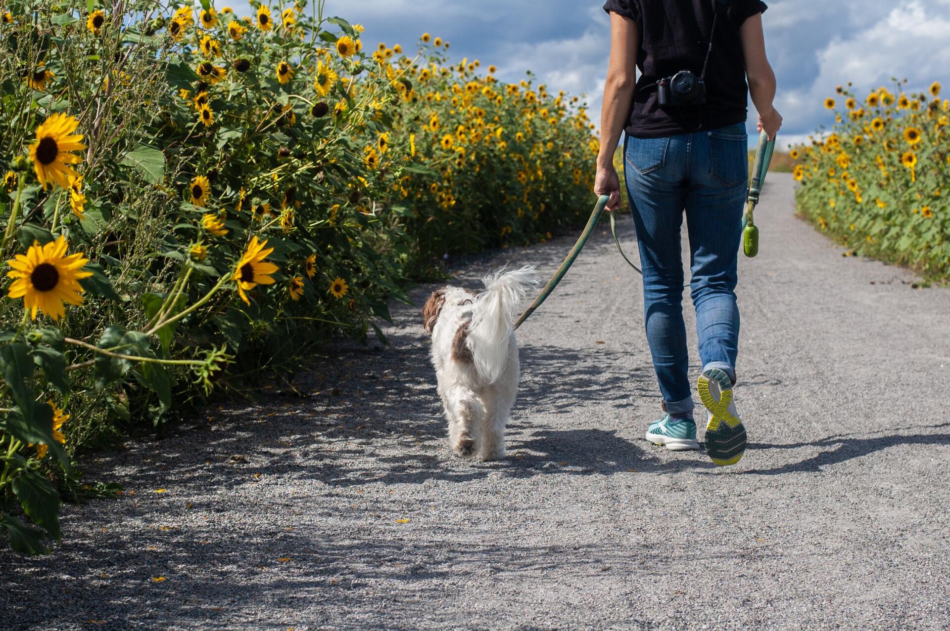 Woman walking dog on path