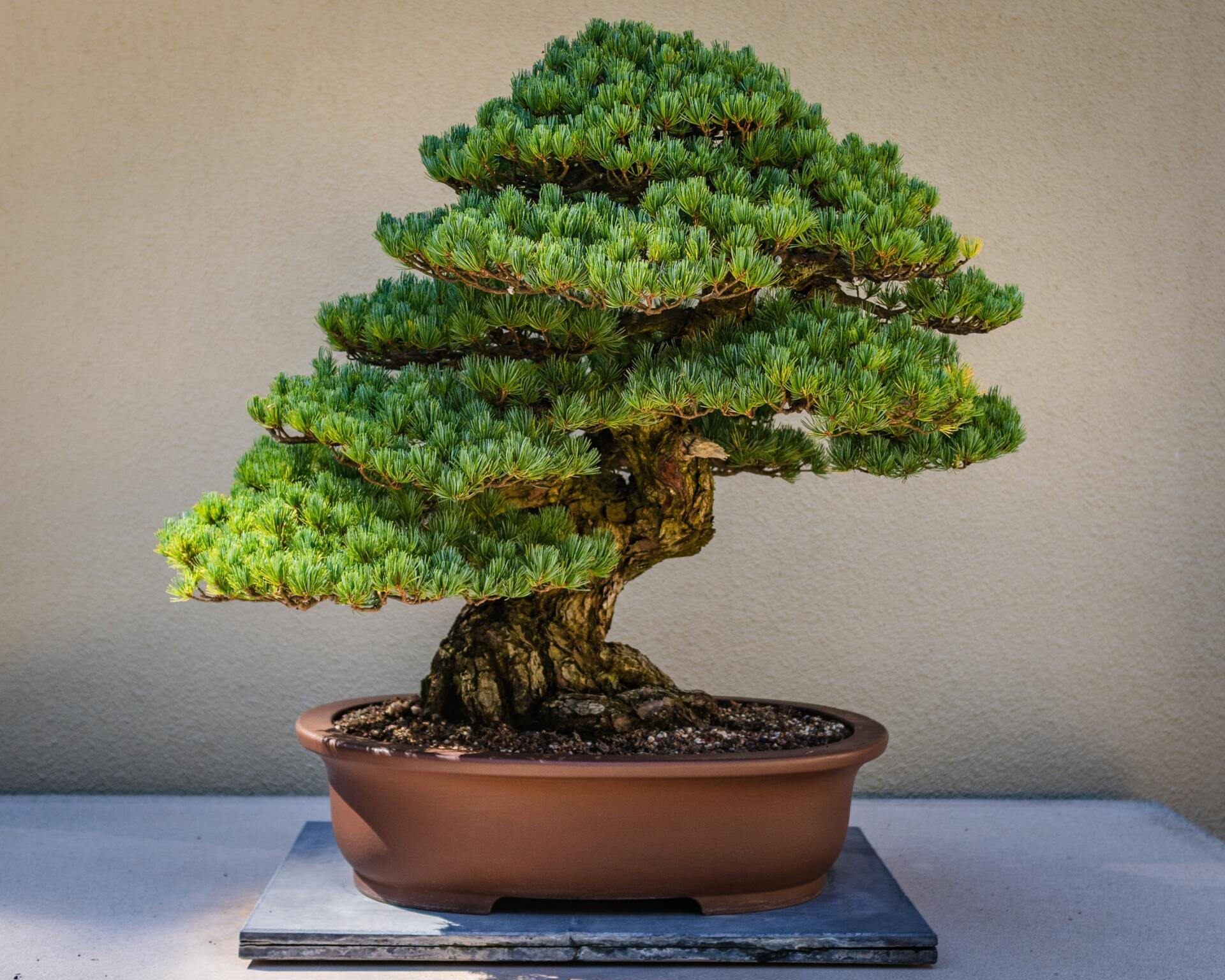 A beautiful evergreen bonsai tree rests center picture in a pot