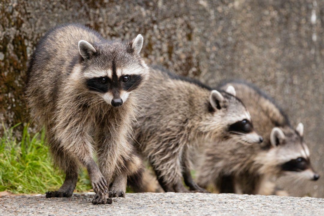 Removal of unwanted raccoon in your home or attic