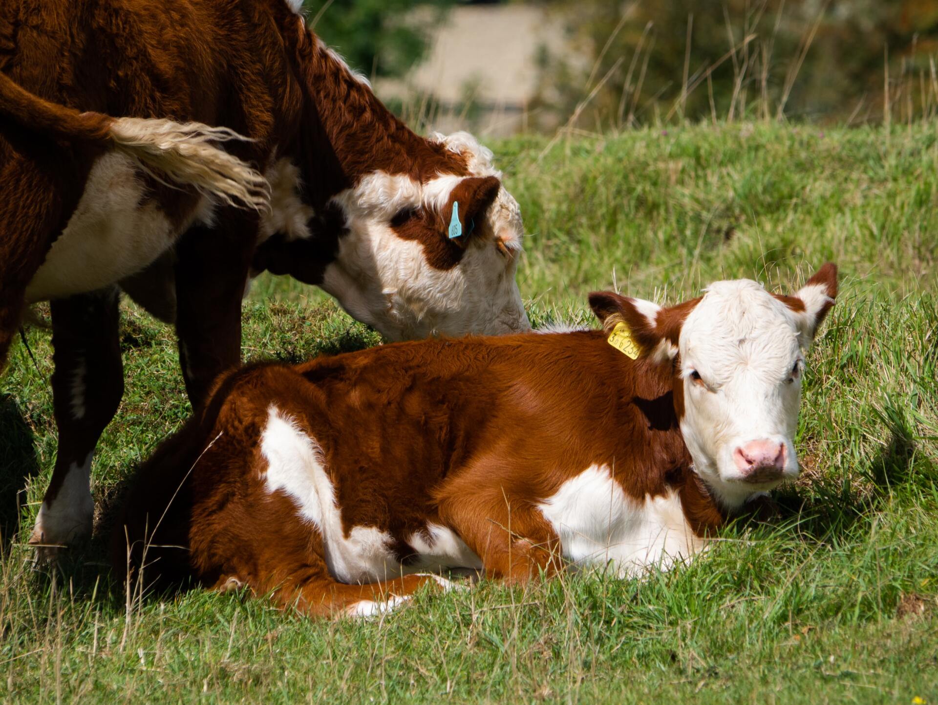 a brown and white calf with a yellow tag on its ear