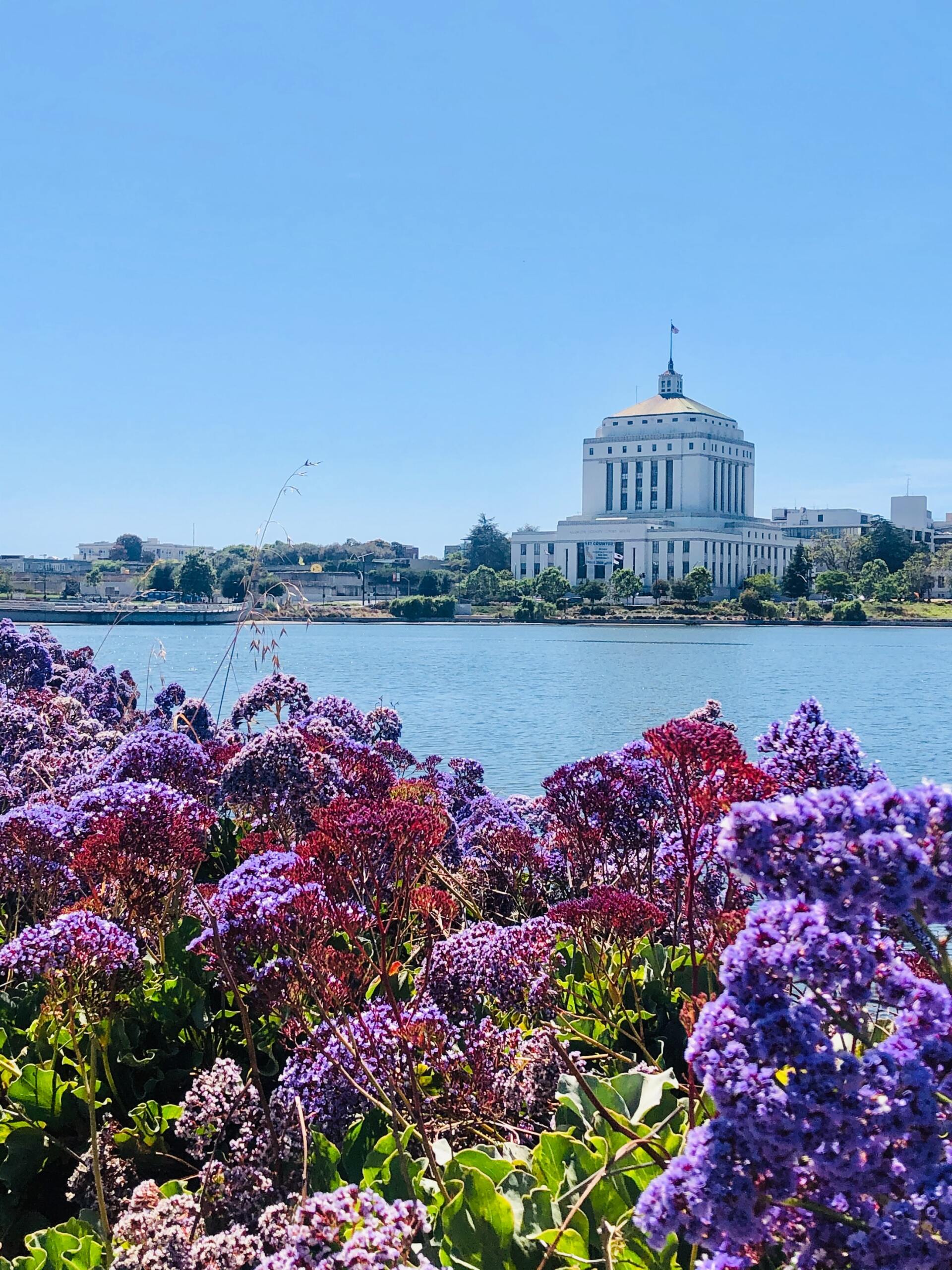 The capitol building is visible through the purple flowers in the foreground