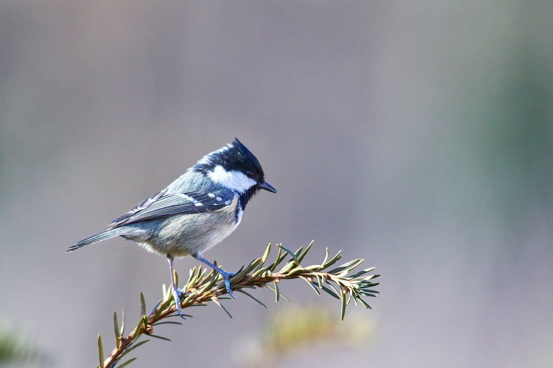 Sighting a bird feeder. Free online birdwatching magazine