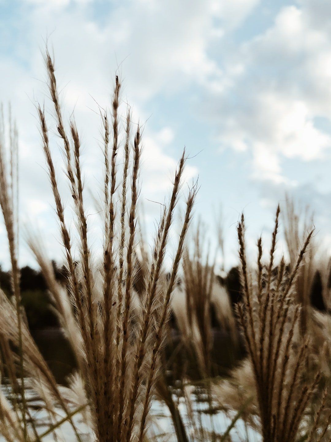 A field of tall grass with a blue sky in the background